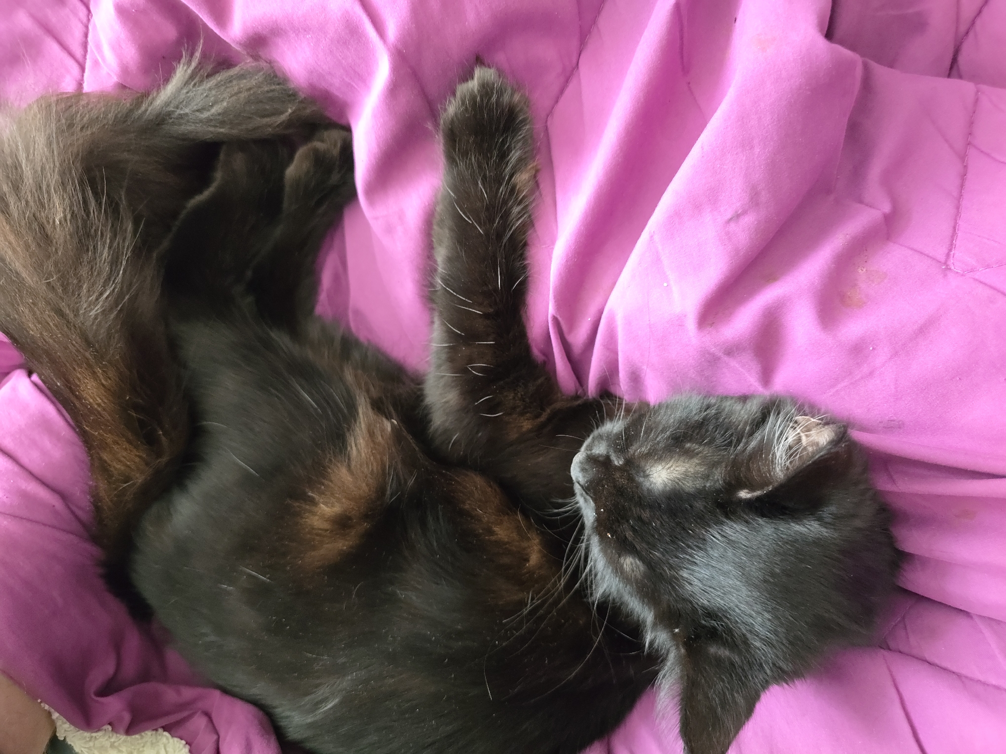 A black cat is sleeping on a pink comforter in what appears to be a bedroom. The cat is curled up, with its head resting on the comforter. Its eyes are closed and its mouth is slightly open. The cat's fur is long and fluffy, and its tail is curled around its body. The comforter is a bright pink color and appears to be made of a soft material. The background of the image is blurred, but it appears to be a wall with some pictures on it. There is no indication that this image is located in Stockton-on-Tees, United Kingdom.