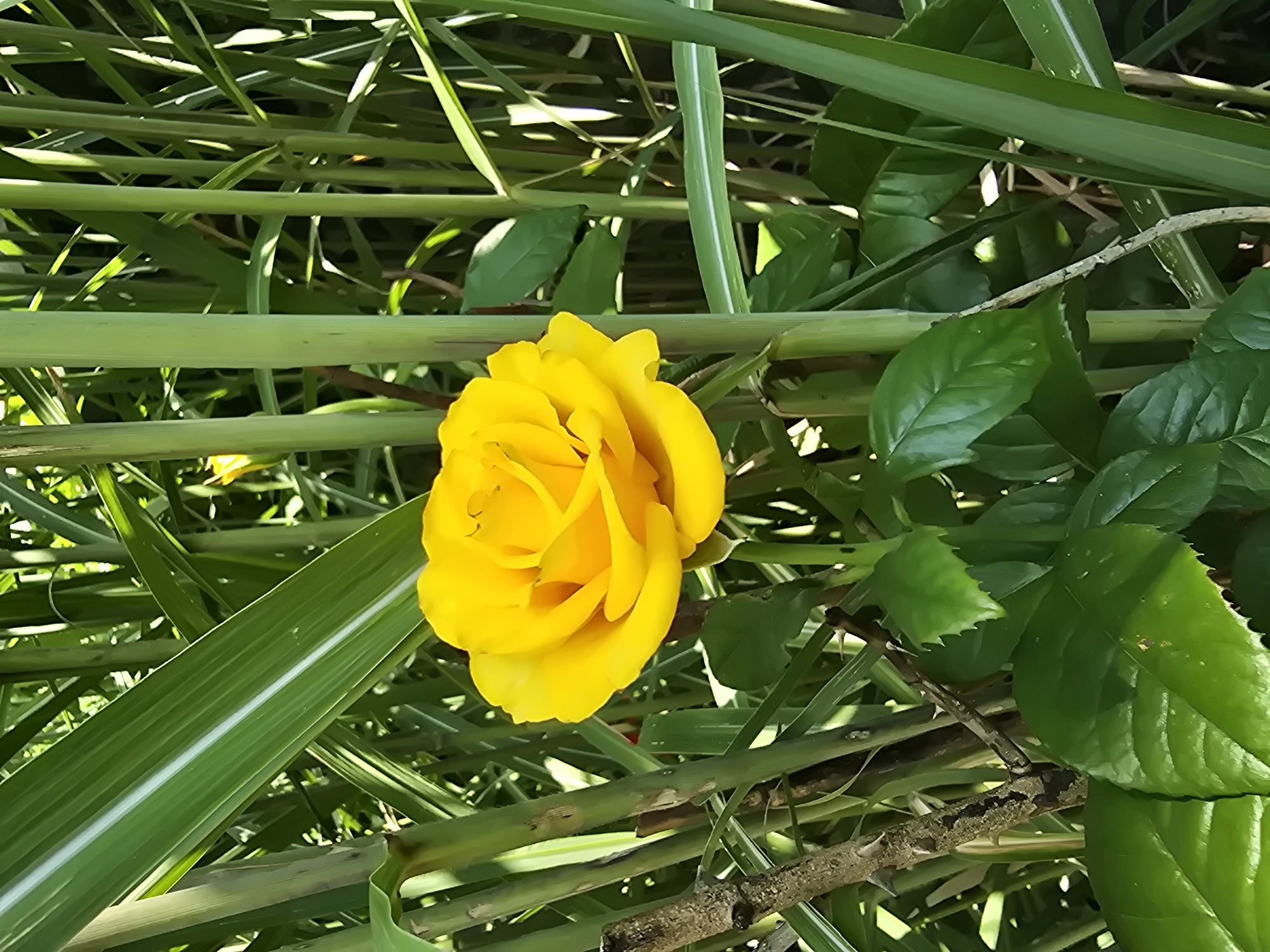A close-up shot captures a vibrant yellow rose bloom, its petals unfurling in the center of the frame. The rose is surrounded by tall, green stalks and long, slender leaves of what appears to be bamboo or tall grass. Some of the leaves have distinct white stripes running lengthwise. The background is a blur of green foliage and dappled sunlight, suggesting an outdoor setting, likely a garden. A thin, dry branch with small thorns is visible in the lower left portion of the image, contrasting with the lushness of the surrounding plant life. The image appears to be taken in Vyshneve, Ukraine.