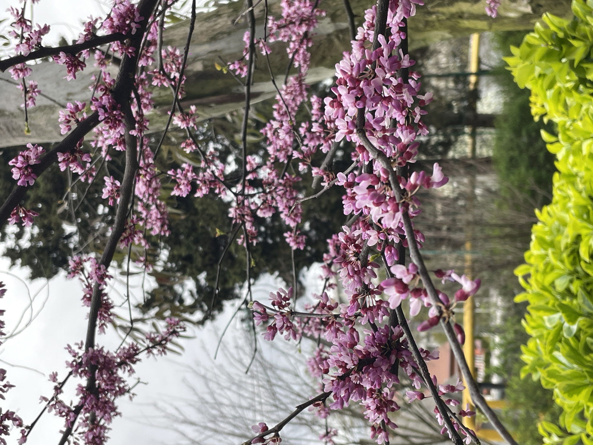 The image is a close-up, slightly rotated view of a flowering tree with pink blossoms. The tree's dark branches are covered in clusters of small, light pink flowers. In the background, there's a blurred cityscape suggesting the location is urban or suburban. A bush with bright green leaves is visible on the right side of the image. Given the prompt, it's plausible the image was taken in Sochi, Russia. The scene is likely a public park or garden in the spring season. There are no people visible in the image.