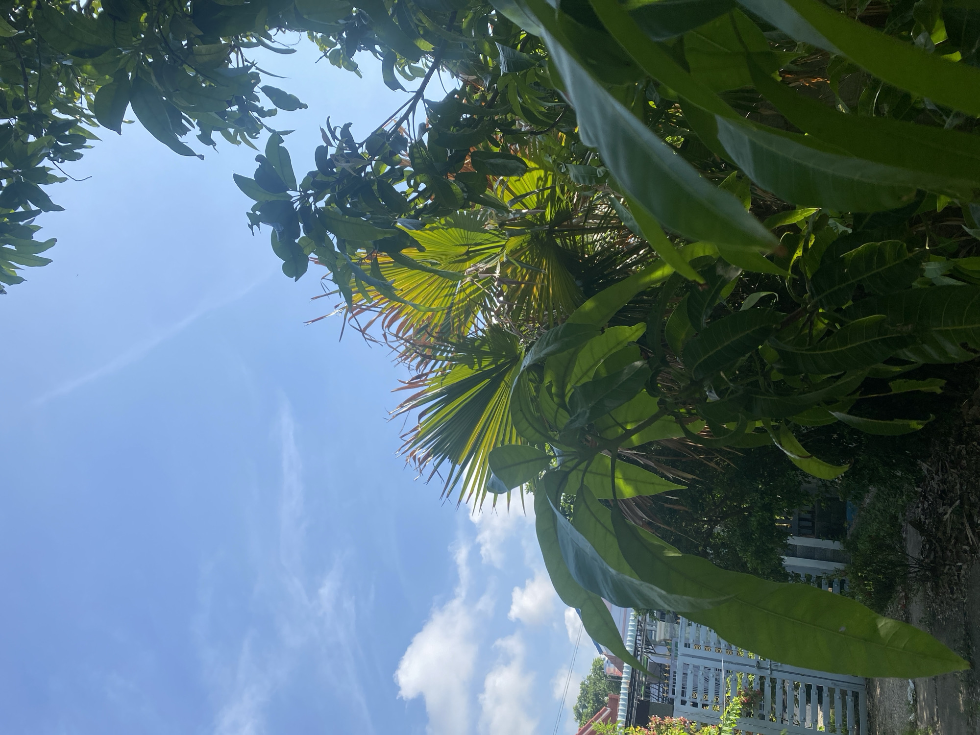 The image depicts an outdoor scene with lush green foliage in the foreground and mid-ground, under a clear blue sky with scattered white clouds. The leaves are vibrant green, with some catching the sunlight and appearing brighter or yellowish. In the background, hints of buildings and a light-colored fence are visible on the left side, suggesting a residential or semi-urban environment. The overall impression is one of a sunny day in a tropical or subtropical location. The presence of palm-like fronds amongst the broad leaves indicates a warm climate, consistent with Mũi Né, Vietnam. No people or specific actions are evident in the image.