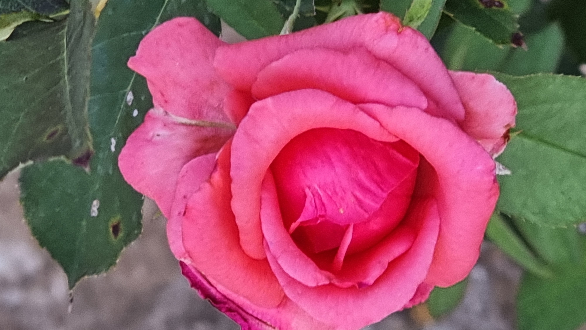 A close-up, vertical, medium shot captures a vibrant pink rose in full bloom, its petals unfurling in concentric circles. The rose's center is a deep, saturated magenta, while the outer petals transition to a lighter, softer pink. Some of the petals show slight imperfections, with minor creasing and a few small, light-colored spots. The rose is framed by dark green leaves, some of which appear slightly wilted or have small brown spots. The background is a soft, mottled gray, suggesting a textured surface such as a wall or paving stones. The lighting is even, highlighting the delicate texture of the rose petals without harsh shadows. No people or actions are depicted. The image is a botanical study of a single rose, likely in a garden setting within Sant Joan les Fonts, Spain, given the prompt's context.