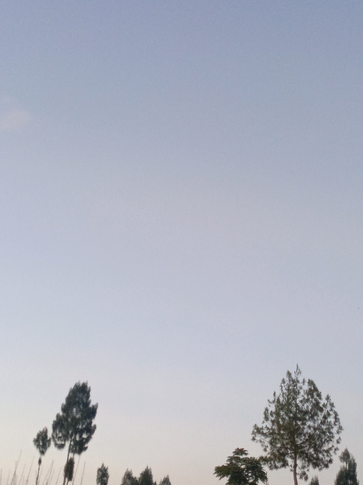 The image depicts a serene natural landscape against a pale blue sky, possibly taken at dusk or dawn. Several trees are visible in the foreground, silhouetted against the sky. On the left, a cluster of tall, slender trees stands out, with one prominent tree in the center of the group. To the right, a large, bushy pine tree dominates the scene, its branches reaching upwards. Smaller trees and foliage are scattered across the lower portion of the image, suggesting a rural or park-like setting. The overall impression is one of tranquility and natural beauty.