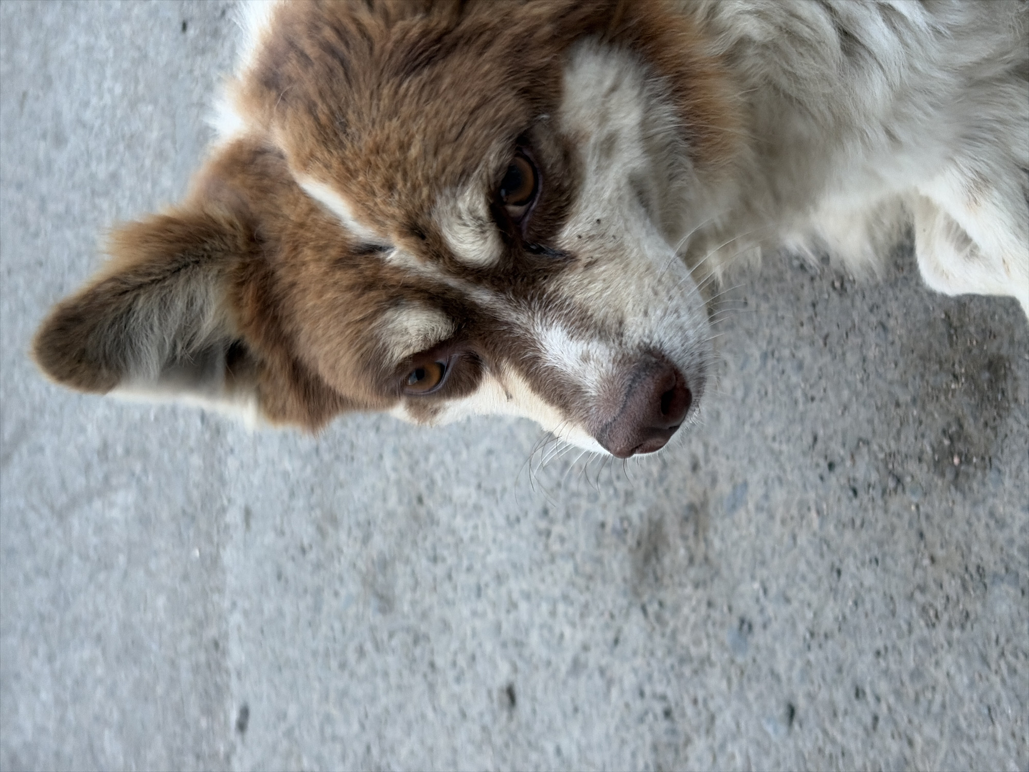 This is a close-up, overhead shot of a dog lying down on a grey, textured surface. The dog has brown and white fur with distinctive brown markings around its eyes. Its face is partially obscured, but its brown eyes and wet nose are visible. The dog appears to be looking directly at the camera. The background is a blurry expanse of the same grey surface, which resembles concrete or asphalt. There are no other subjects or text visible in the image. The lighting suggests it could be daytime, with no indication of specific weather conditions. The dog's expression is neutral or perhaps slightly weary. The location context is Kant, Kyrgyzstan.