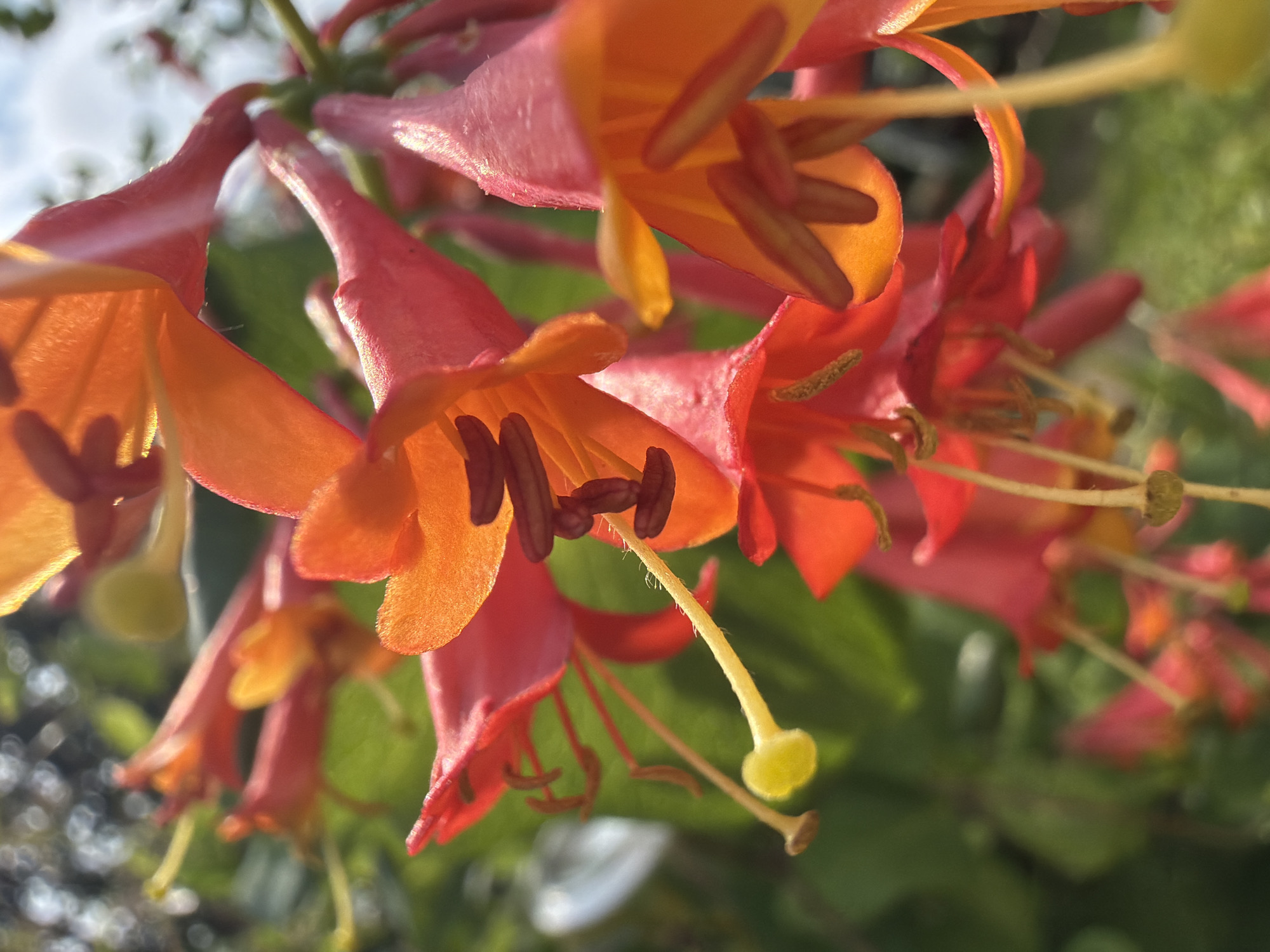This media file is a close-up photograph of a cluster of trumpet-shaped flowers, likely honeysuckle, in shades of orange and pink. The flowers are densely packed, with some in sharp focus and others blurred in the background, creating a shallow depth of field. Each flower has prominent stamens and pistils extending from the center, with some appearing fuzzy and others smooth. The lighting suggests it might be late afternoon or early morning, with the sun casting a warm glow on the petals, highlighting their vibrant colors and translucent quality. The background is a blur of green foliage and hints of a bright sky with some clouds, indicating an outdoor setting, possibly a garden or natural environment. There are no people, text, or specific events depicted in the image. The overall mood is natural and serene, focusing on the intricate details and beauty of the flowers.