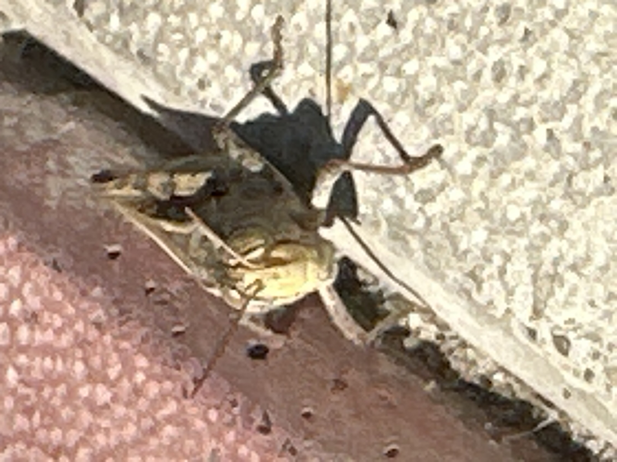 A close-up, angled shot depicts a grasshopper positioned on a textured surface. The grasshopper, predominantly tan and brown, is angled towards the left of the frame. Its head is visible, featuring prominent antennae. The body exhibits segmented armor, and its legs are splayed out. The insect is resting on a surface composed of small, light-colored pebbles or aggregate, suggesting an outdoor, possibly urban or paved area. Behind the grasshopper, a reddish-brown textured surface, possibly a wall or brickwork, forms the background. Shadows are cast by the grasshopper and its surroundings, indicating a light source from the upper right. There is no indication of the city of Lobacheve, Ukraine within the image itself.