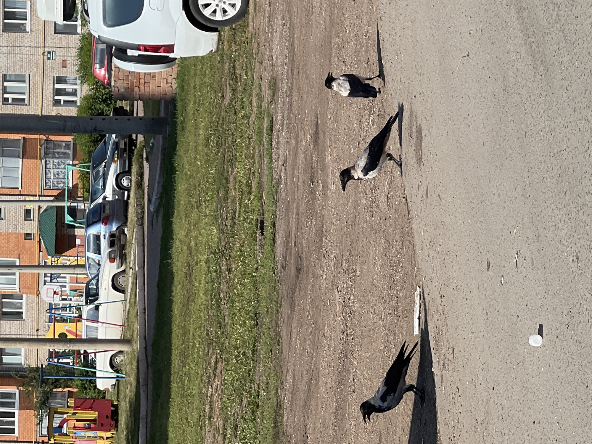 The image captures a sunny day in Salavat, Russia, likely a residential courtyard. In the foreground, three birds, identified as hooded crows, are present on a paved surface. Two crows are walking, one facing left with its beak slightly open, and another facing right with its beak closed. A third hooded crow stands further to the right, facing left with its beak open. Behind the crows, a patch of grass separates the paved area from a dirt path. In the background, several cars are parked, including a white vehicle with a spare tire mounted on the back, and a light blue sedan. Further back, a red car is partially visible. A playground with colorful equipment is visible to the left, and apartment buildings with brick facades dominate the backdrop. The environment appears to be a typical urban setting.