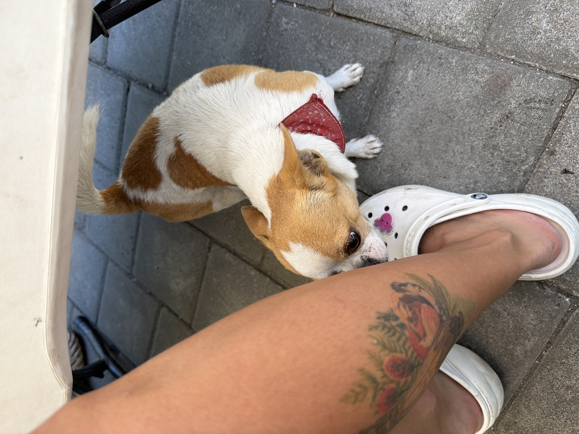 In Kuta, Indonesia, a tan and white Chihuahua wearing a red bandana is sniffing a tattooed leg. The leg is wearing a white Croc shoe. The scene is outdoors, on a stone patio, under a table.