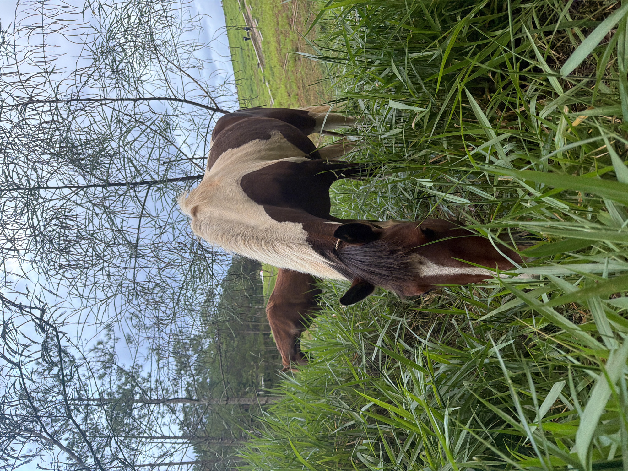 Two horses are grazing in a grassy field. The horse in the foreground is brown and white, with its head down eating grass. The horse in the background is brown. The field is surrounded by trees, and there is a cloudy sky overhead. The scene appears to be in a rural area outside of Da Lat, Vietnam, possibly on a hillside.
