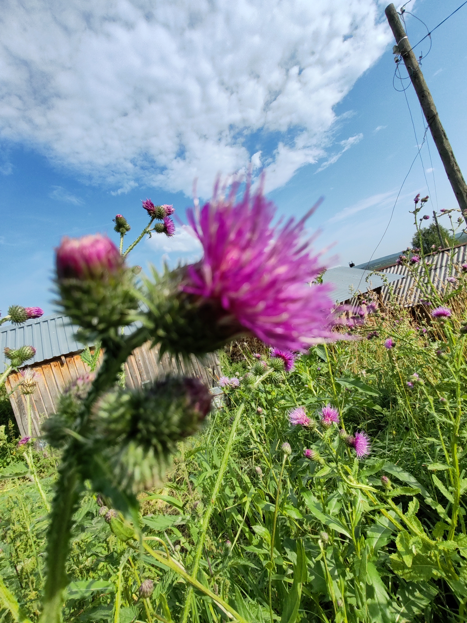 The image shows a close-up of a purple thistle flower in a field with a blue sky and white clouds. In the background, there are two buildings with metal roofs and wooden walls, and a utility pole. The field is filled with green grass and other thistles. The focus of the image is the thistle flower in the foreground, which is blurred.