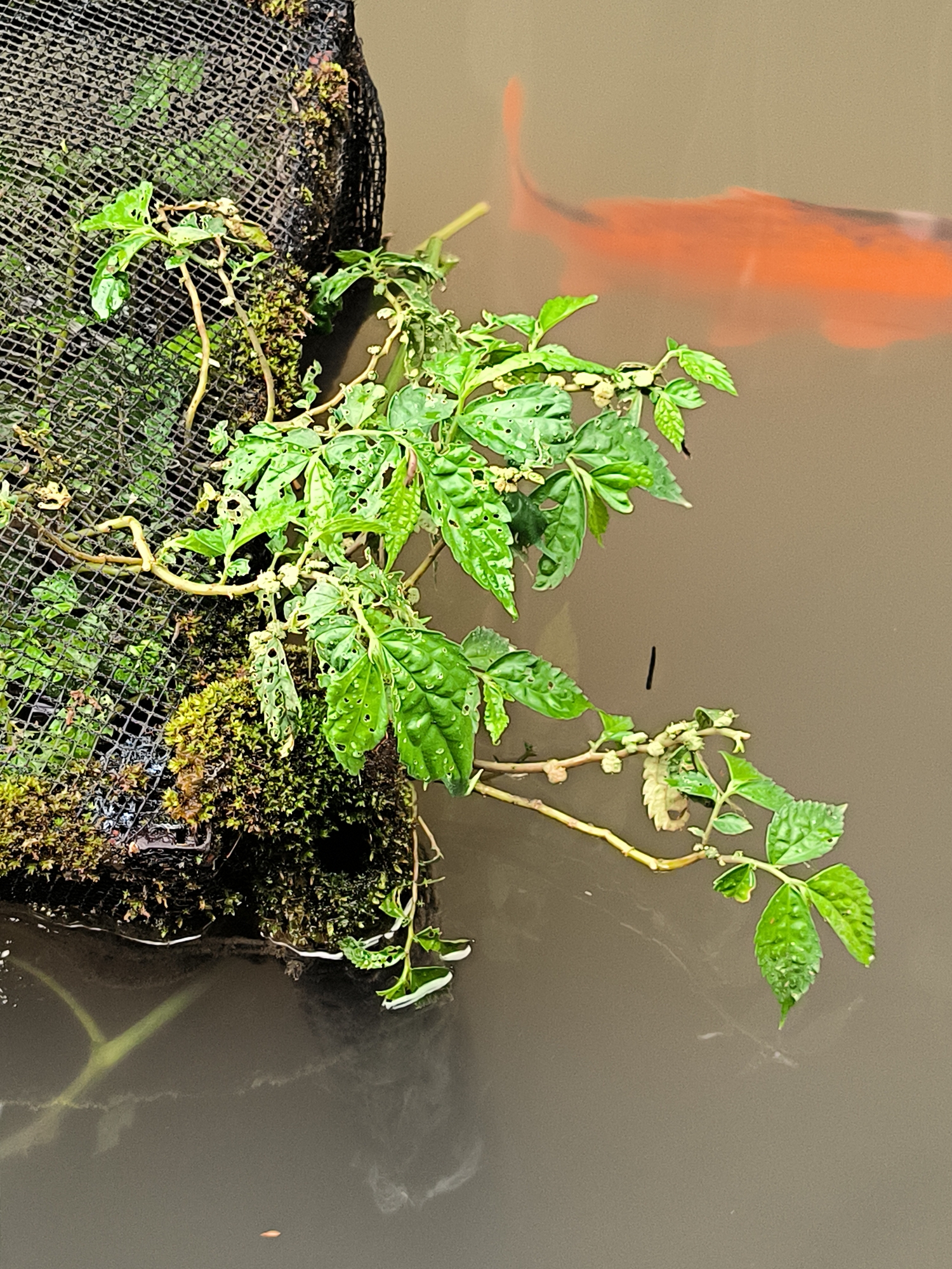 This image depicts a close-up view of aquatic plant life and a koi fish in a pond, likely in Tansaril, Indonesia. The foreground features lush green vegetation, with leaves that show signs of insect damage, trailing from a black mesh structure covered in moss. The water is a murky brown, with some aquatic debris visible. In the background, the blurred orange and white form of a koi fish is swimming just below the surface. The overall scene suggests a natural or semi-natural aquatic environment, possibly a garden pond or a section of a waterway.
