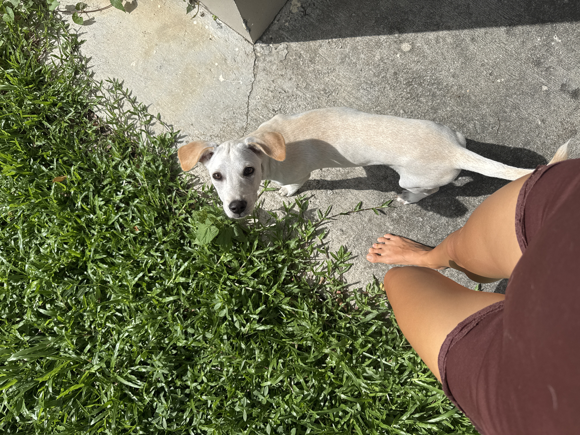 A high-angle, outdoor image captured in Baan Nok Sai, Thailand, presents a partial view of a person and a dog on a bright day. The lower torso and legs of a person, identifiable by bare, tanned feet and dark brown shorts, occupy the bottom left of the frame, positioned on a grey concrete surface. Adjacent to the person, a light-colored dog with tan, floppy ears and dark eyes stands on the concrete, its head tilted upwards and to its left, gazing towards the person. The dog's body is slender and faces away from the viewer. The left portion of the scene, extending partially beneath the person and the dog, consists of dense green grass and various ground foliage. Prominent shadows from the subjects and plants are cast onto the concrete, indicating direct sunlight. The concrete exhibits areas of light discoloration and fine cracks. A corner of a light-colored structure is visible in the upper right quadrant of the image.