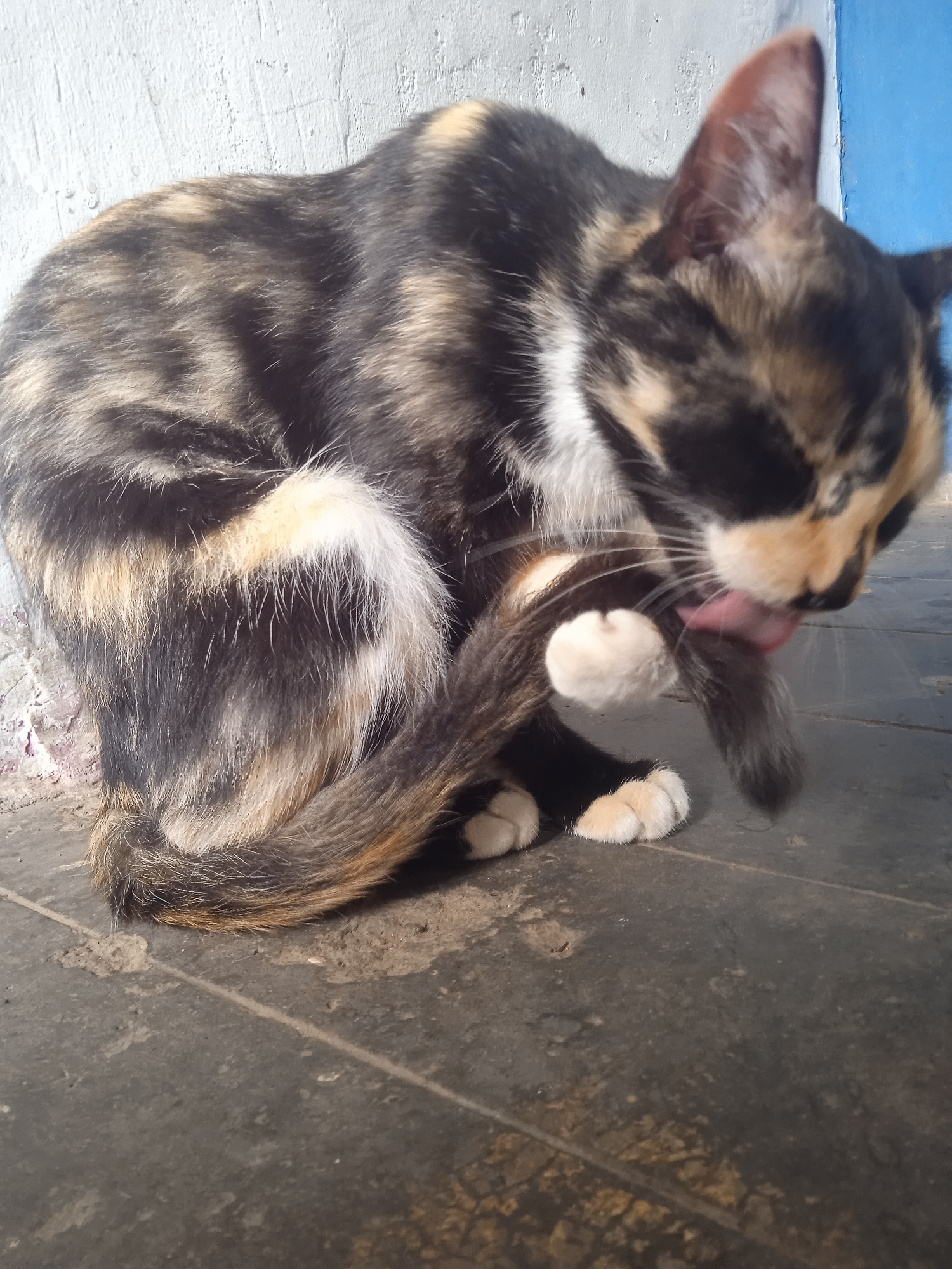 A calico cat with black, brown, and white patches is grooming itself, licking its hind leg. The cat is curled up on a dark, tiled floor, with its body partially obscuring its tail, which is wrapped around its legs. The background consists of a textured white wall with some faint purple markings near the bottom, and a strip of bright blue wall on the right side. The lighting suggests it might be daytime, possibly outdoors or in a well-lit indoor space. The cat appears relaxed and focused on its grooming. No visible text is present in the image.