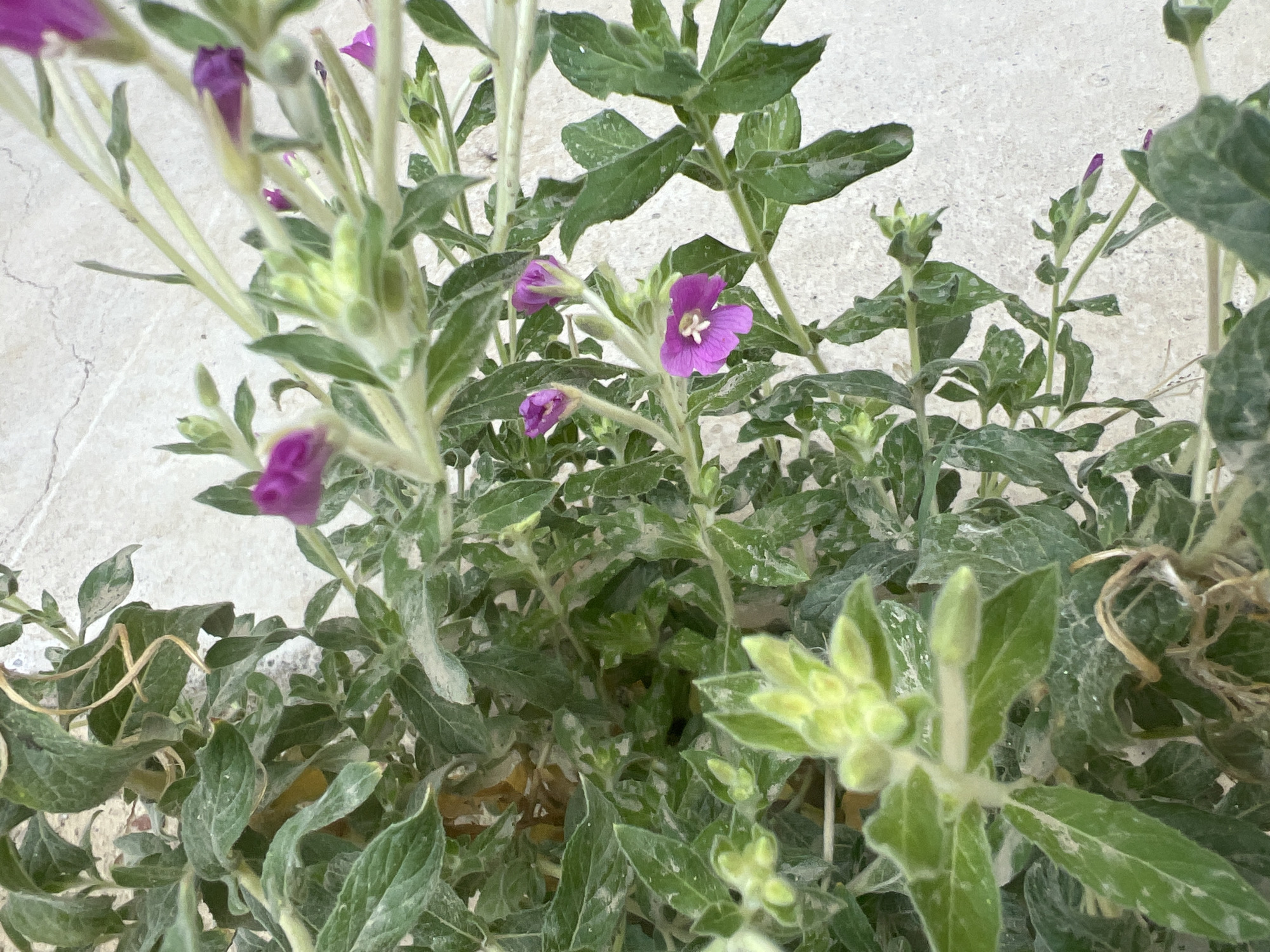 A close-up, top-down view shows a flowering plant with vibrant purple blossoms and green foliage. The plant is situated on a light-colored, textured surface that resembles concrete or stone. Several buds are visible, some tightly closed and others partially open, hinting at ongoing blooming. The leaves are elongated and have a slightly fuzzy appearance, with some dust or residue visible on their surface. The lighting suggests an outdoor environment, likely during the daytime. The background is out of focus, drawing attention to the intricate details of the plant.
