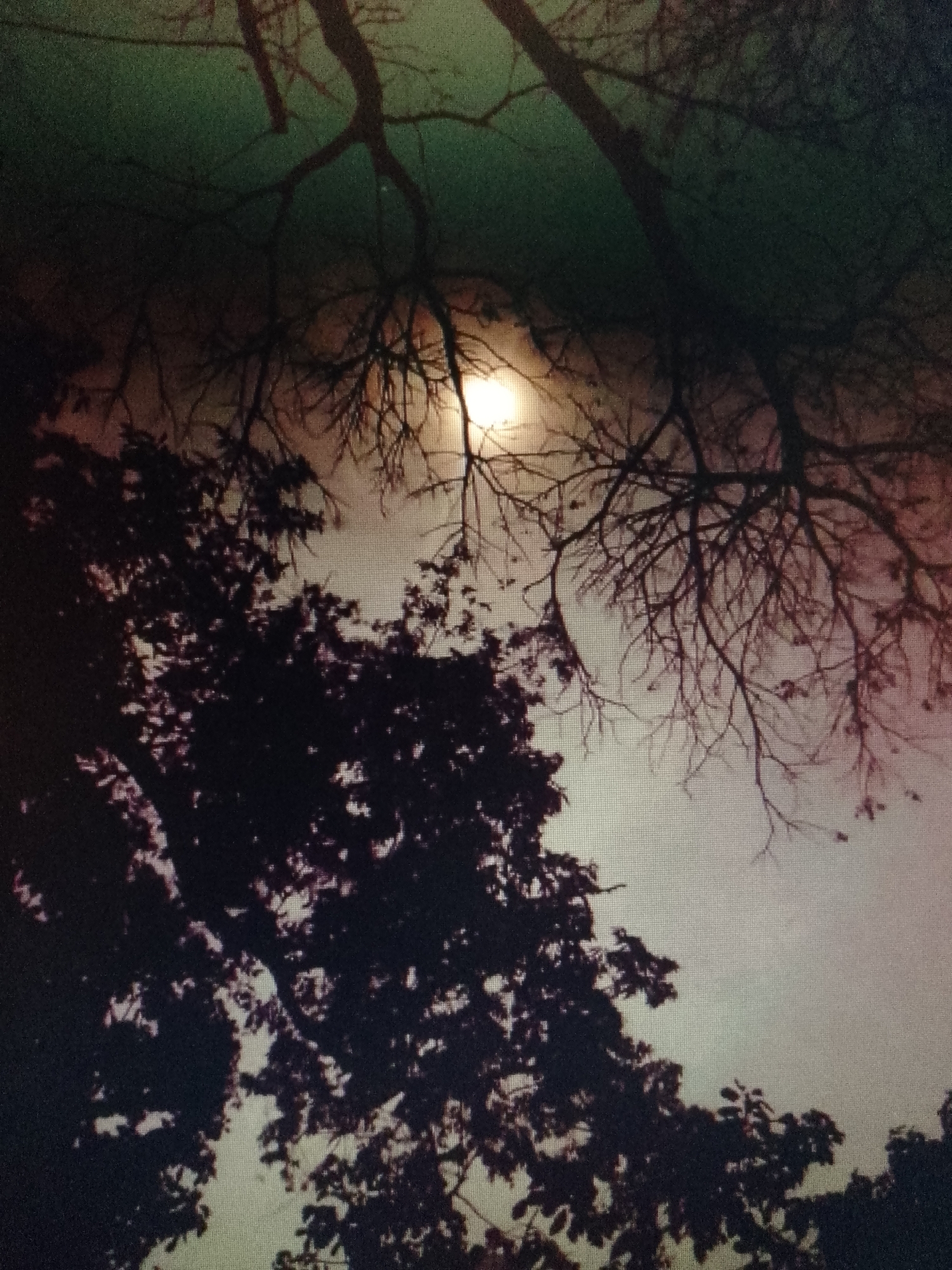 The image shows a nighttime scene with tree branches silhouetted against a brightly lit sky, likely illuminated by the moon. The lower portion of the frame is dominated by dense foliage of a tree, while bare branches extend from the top of the frame, partially obscuring the light source in the center. The sky fades from a pale hue around the light source to darker tones at the top of the image, with possible hints of green and red. The location is Unknown, Unknown. No people or specific objects are discernable in the image. The scene depicts a natural environment at night, focusing on the interplay of light and shadow through the branches of trees.
