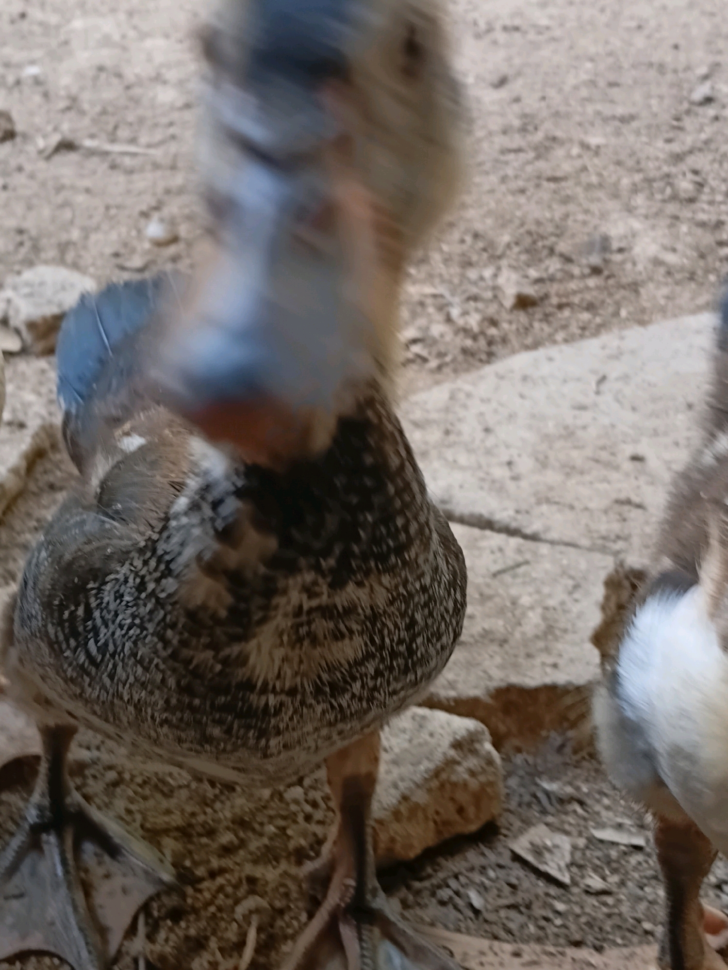 A close-up, slightly blurry photograph captures two ducks standing on a dirt and gravel ground. The duck in the foreground is facing the camera, with its head and beak prominently displayed. Its body is covered in brown and black speckled feathers. The second duck, partially visible on the right side of the frame, has white and brown feathers and its back is turned towards the camera. The ground appears to be a mix of small stones and sand. The overall scene suggests an outdoor environment in a rural or semi-rural setting, possibly a backyard or farm, consistent with the environment in Margo Rukun, Indonesia.