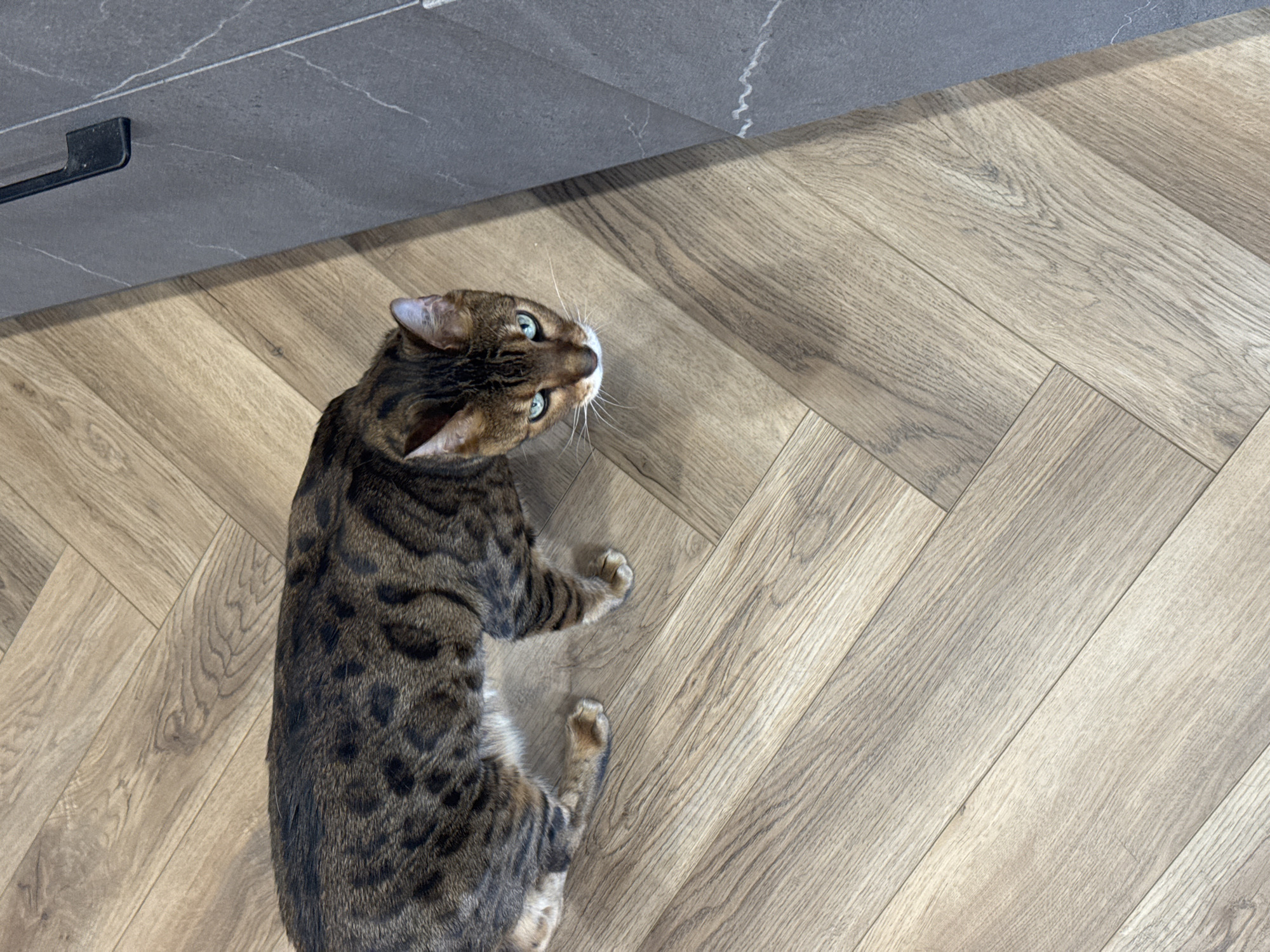 A top-down shot depicts a Bengal cat lying on a light-colored wooden floor with a herringbone pattern. The cat has brown and black spotted fur, with its head turned upwards and towards the left of the frame. Above the cat, towards the top left, is a section of a gray countertop or wall. A black handle is attached to the side of the countertop. The location is unknown.