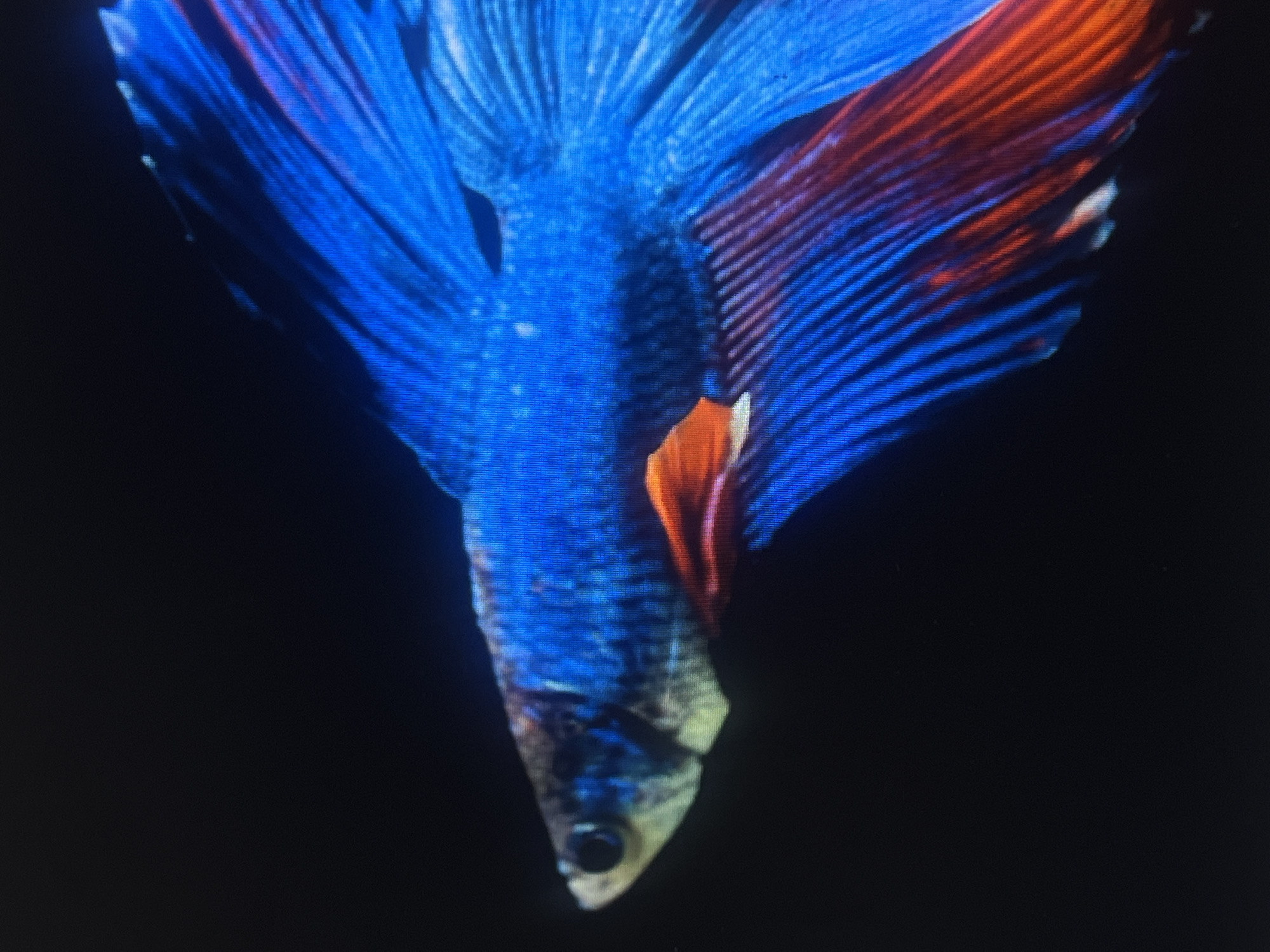 The image shows a close-up of a Siamese fighting fish, also known as a betta fish, against a dark, black background. The fish is predominantly blue with vibrant orange fins. Its scales are visible, and its eye is dark and round. The fins are large and flowing, displaying a delicate, fan-like structure. The dark background offers no environmental context, making it impossible to determine the location within Casablanca, Morocco, or any other city.