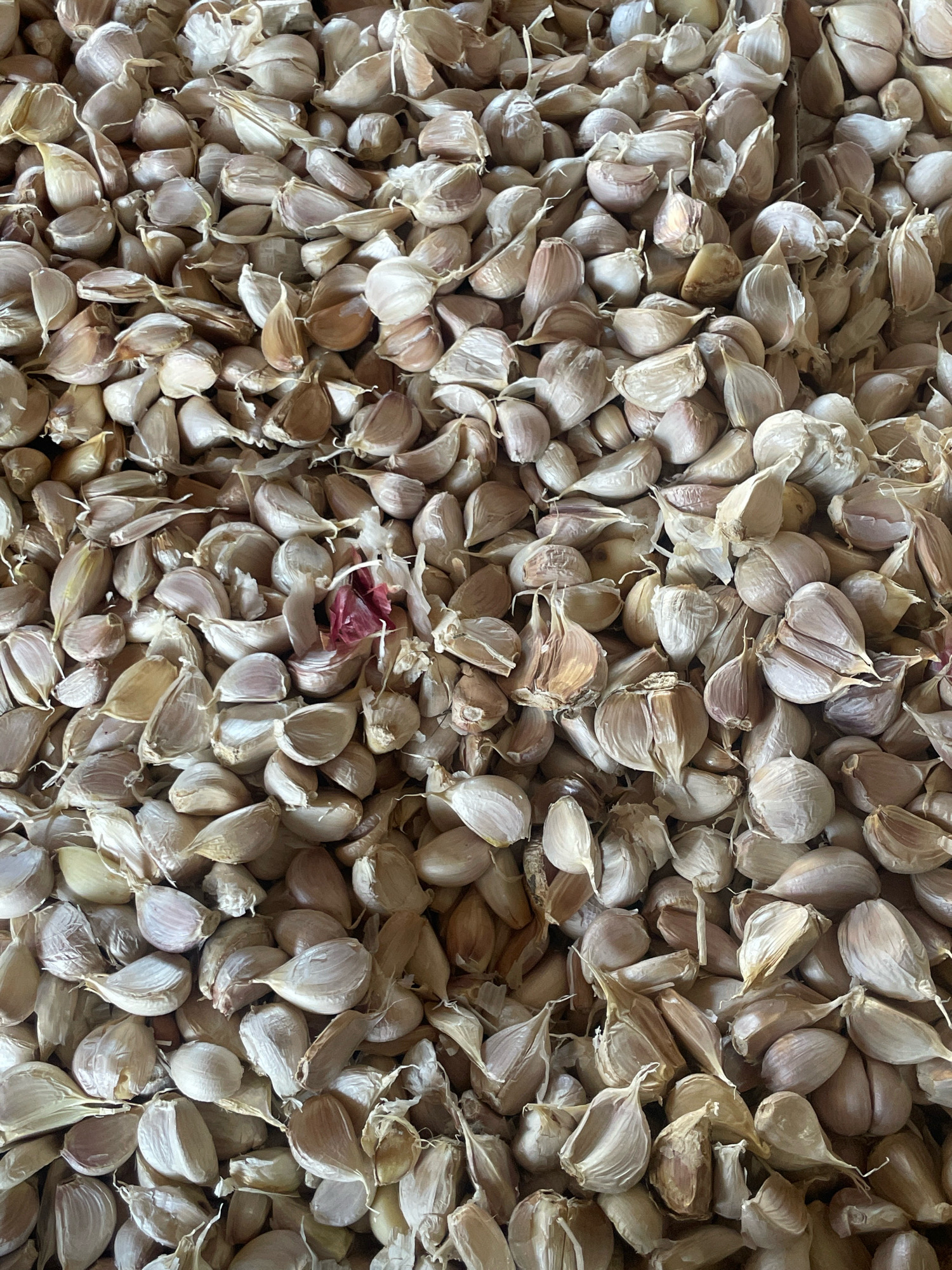 A close-up, overhead shot shows a large pile of garlic cloves. The cloves are mostly a pale, off-white color, with some showing hints of purple or light brown. They are of various sizes and shapes, with many still attached to a central stem or root. A few of the cloves have dried, papery husks still clinging to them. One small section in the center of the image reveals a few red-tinged garlic skins. The lighting appears to be natural, casting subtle shadows and highlighting the textures of the garlic. There are no people or discernible environmental context beyond the pile of garlic.
