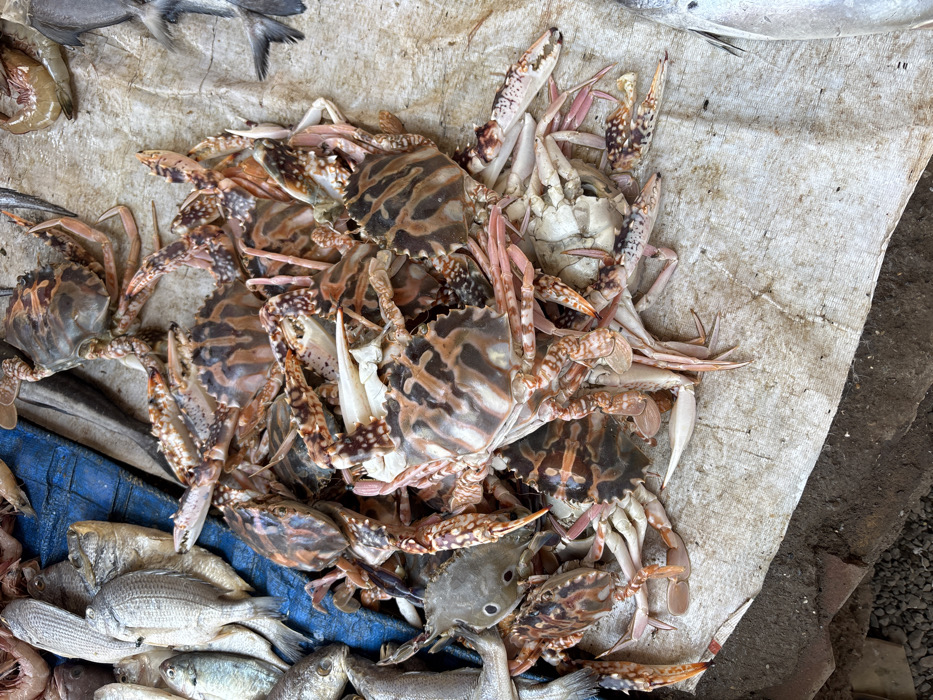 This image depicts a close-up, elevated view of a seafood display, likely in an outdoor market setting in Ulhasnagar, India. The primary subjects are a large pile of freshly displayed crabs, predominantly Portunus pelagicus (blue swimming crab), characterized by their mottled brown, white, and reddish-orange carapaces and pale pinkish-orange legs and claws. Several crabs are visible, stacked upon each other, with some having their claws intact.
To the left and top-left of the frame, various types of fish are visible, including numerous silver-scaled fish (possibly pomfret or similar species) laid out on a dark blue fabric or tarp. Other darker-skinned fish are also present among the silver fish. In the top-right, a few pinkish-orange shrimp or prawns are discernible. All seafood items are laid directly on a light-colored, possibly off-white or beige, coarse fabric or tarp, which covers a darker, textured surface, likely ground or a low platform. The scene suggests a retail environment for fresh seafood.