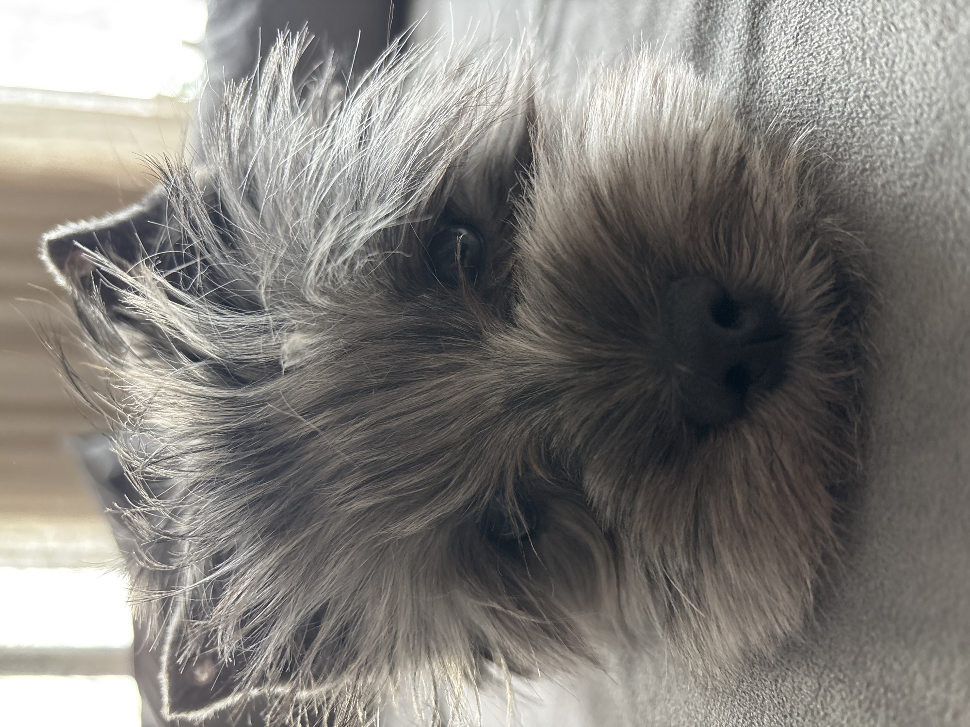 A close-up photograph shows the head of a gray, furry dog with a black nose. The dog is lying on a gray fabric surface. Sunlight is visible in the background to the left, passing through window blinds. The image does not provide any information related to the city of Chaikovsky, Russia.