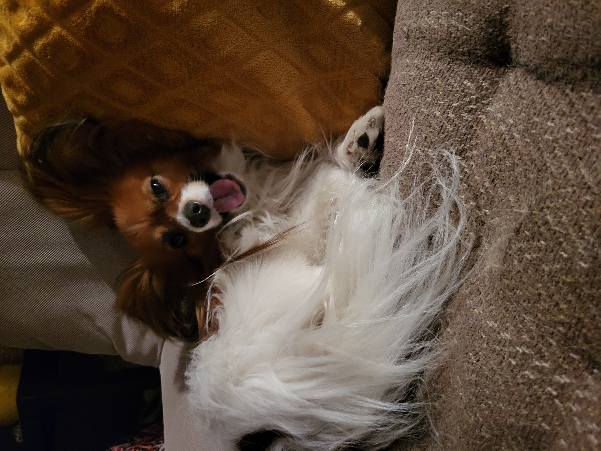 A medium shot captures a Papillon dog lying on its back in a seemingly comfortable position. The dog, characterized by its brown and white fur, is the primary subject of the image. Its tongue is playfully sticking out, suggesting a relaxed or playful mood.
The dog is positioned against a backdrop of textured fabrics, possibly a sofa or cushions. The environment suggests an indoor setting, likely a home or domestic space.
The image lacks any specific identifiers to place it in Budva, Montenegro, or any city. Without additional context, it's impossible to determine its location based on the visual information alone.