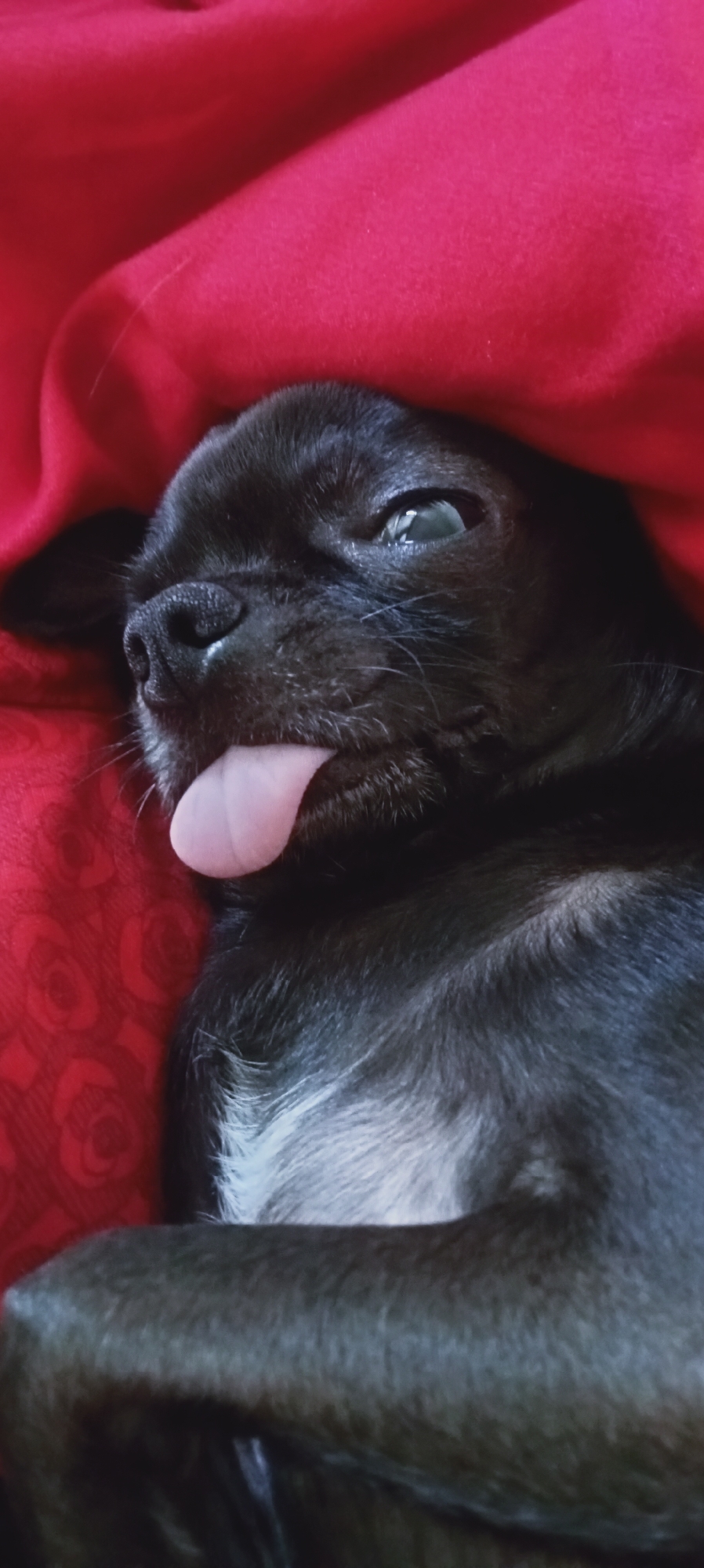 A black puppy with its tongue sticking out lies on a red fabric, possibly a blanket or bedspread. The fabric has a faint rose pattern. The puppy's eyes are open and looking slightly to the side. The background is entirely composed of the red fabric, which is draped and folded, creating shadows and highlights. There is no indication of the city of Sokuluk, Kyrgyzstan, in this image.