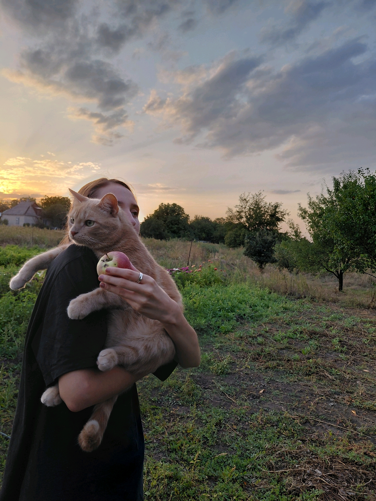 A medium shot captures a person holding a light orange tabby cat in an outdoor setting during dusk. The person, mostly obscured by their black shirt, is seen from the shoulders down, holding the cat horizontally across their body. The cat faces left, with its green eyes open. The person's left hand is visible, holding an apple with a bite taken out of it, near the cat's face. The person is wearing a silver ring on their left ring finger.
The background depicts an overgrown field with patches of green grass, dry vegetation, and scattered bushes and trees. In the distance, a house with a red roof is visible, along with more trees and a power line. The sky above is cloudy, with a gradient of colors ranging from bright yellow and orange near the horizon to gray and blue higher up, indicating sunset. The lighting suggests a natural outdoor environment, possibly a backyard or rural area.