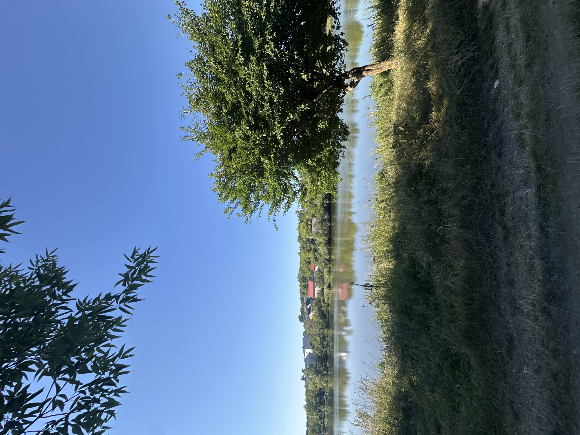 An outdoor, wide shot captures a sunlit scene on the outskirts of Makiv, Ukraine, on a clear day. In the foreground, a dirt path is visible, bordered by dry grass and vegetation. A large tree with lush green leaves stands to the right, casting a shadow on the ground. Beyond the tree and vegetation is a body of water, reflecting the clear blue sky and a line of buildings and trees on the opposite shore. The buildings, mostly houses with red roofs, are nestled amongst dense green foliage. The overall atmosphere is serene and peaceful.