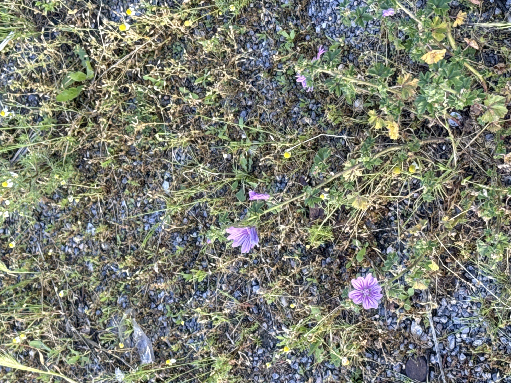 The image shows a ground-level view of an area in Elhovo, Bulgaria. The surface consists of fine gravel, interspersed with various types of vegetation, including grasses, small-leaved plants, and flowering plants. Several small purple flowers are visible, along with smaller yellow and white flowers. There are no people visible. A piece of clear plastic litter is also present on the ground. The overall impression is of a rough, unkempt, and somewhat neglected area.