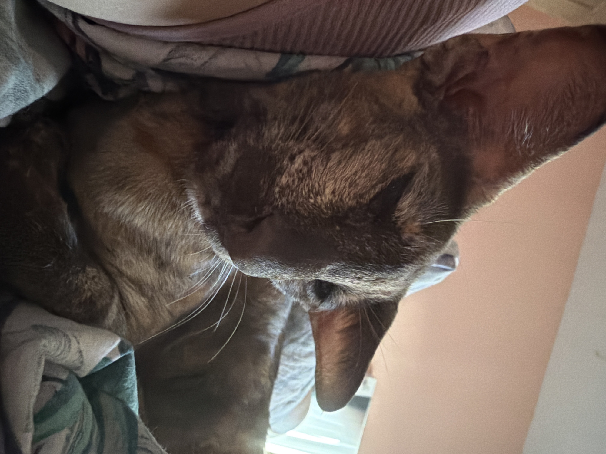 A close-up, downward-angled shot captures a brown cat resting comfortably amidst bedding in an indoor setting, likely in Chaikovsky, Russia. The cat, appearing to be asleep or deeply relaxed, has its head tilted down, with eyes closed or nearly closed. Its short, fine fur displays varying shades of brown and a subtle patterned texture, characteristic of certain breeds. Prominent white whiskers extend from its muzzle, and its large, pointed ears are clearly visible.
The cat is nestled between two distinct textiles: a lighter, solid-colored blanket or fabric (possibly beige or light brown) at the top of the frame, and a darker, patterned fabric (with green and possibly other muted colors) towards the bottom and left. The background reveals a plain, light peach or light orange colored wall. The lighting is soft and even, suggesting an indoor environment without harsh sunlight. No human subjects or discernible text are visible in the image. The overall impression is one of tranquility and comfort.