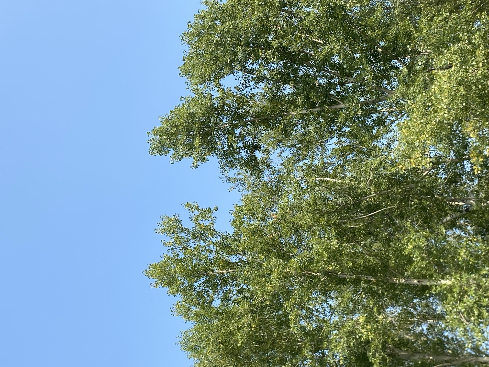 The image shows a clear blue sky above a canopy of lush green trees. The trees are tall and appear to be deciduous, with dense foliage that fills the lower portion of the frame. A gap is visible in the foliage between two prominent tree tops, allowing a glimpse of the sky. The lighting suggests it is daytime, likely a sunny day. No people or specific structures are visible, indicating an outdoor, possibly natural or park-like setting. The location is identified as Ермолаевский Затон, Russia.