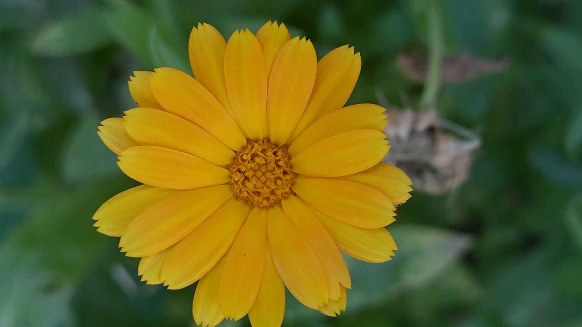 A close-up, top-down shot captures a vibrant yellow calendula flower in full bloom against a softly blurred green background. The flower's petals, tinged with orange, radiate outwards from a detailed, textured center composed of tightly packed florets. The background consists of out-of-focus foliage, suggesting an outdoor natural setting. The image does not contain any people, actions, or interactions. This image does not depict the city of Kozarovychi, Ukraine.