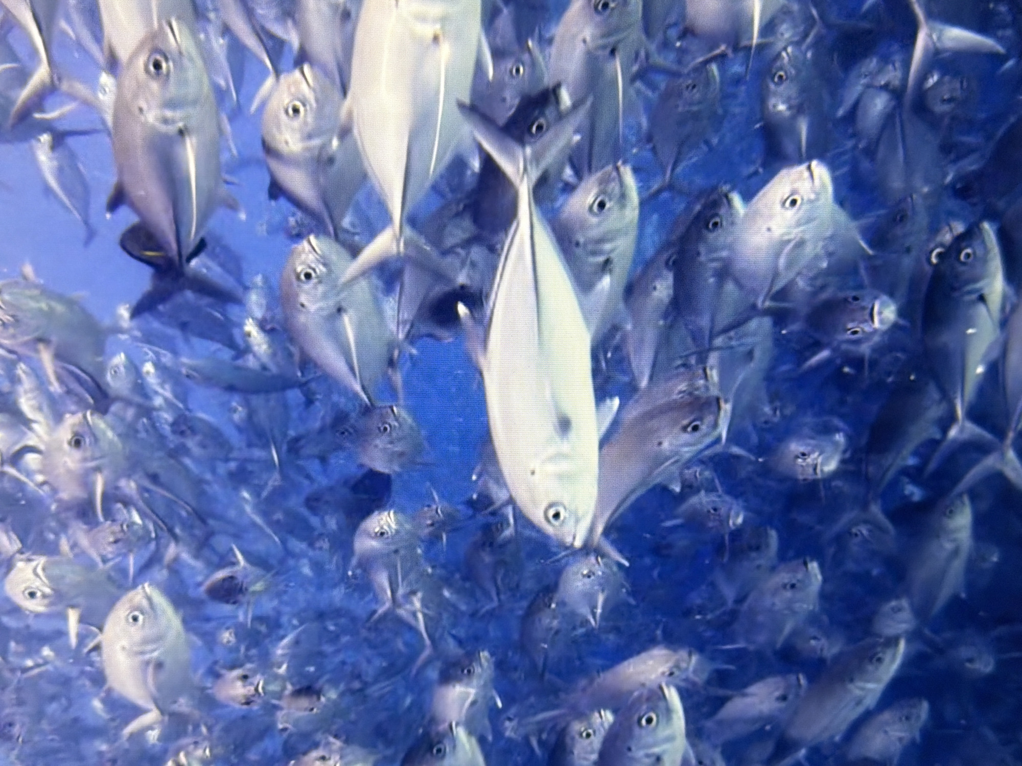 The image shows a large school of fish swimming in clear blue water. The fish are silver and grey, with some appearing lighter than others. They are tightly packed together, with their bodies and fins visible. The water is bright and appears to be shallow, allowing light to penetrate. There are no discernible human subjects, objects, or any urban features. The scene is entirely aquatic and features only the fish and their environment. The provided context of Kyiv, Ukraine, is irrelevant to the visual content of the image, as there are no elements within the image that suggest a specific geographic location, particularly a city on land.