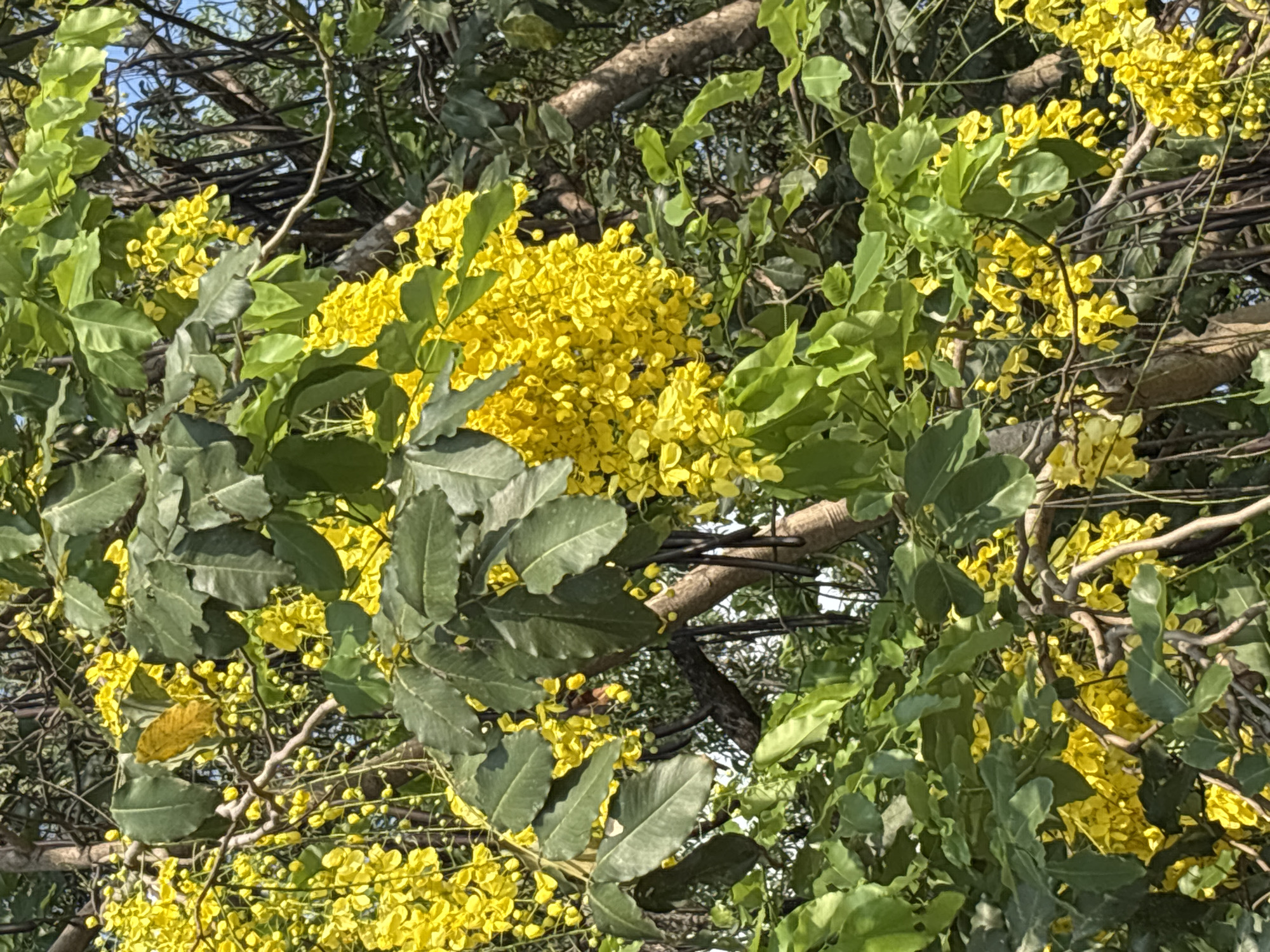 The image shows a Golden Shower Tree (Cassia fistula) in full bloom, with vibrant yellow flowers interspersed among green leaves and tree branches. The location is บ้านบางรักษ์, Thailand. The scene captures a close-up perspective of the tree's foliage and floral display. The overall environment seems to be outdoors, with a natural setting.