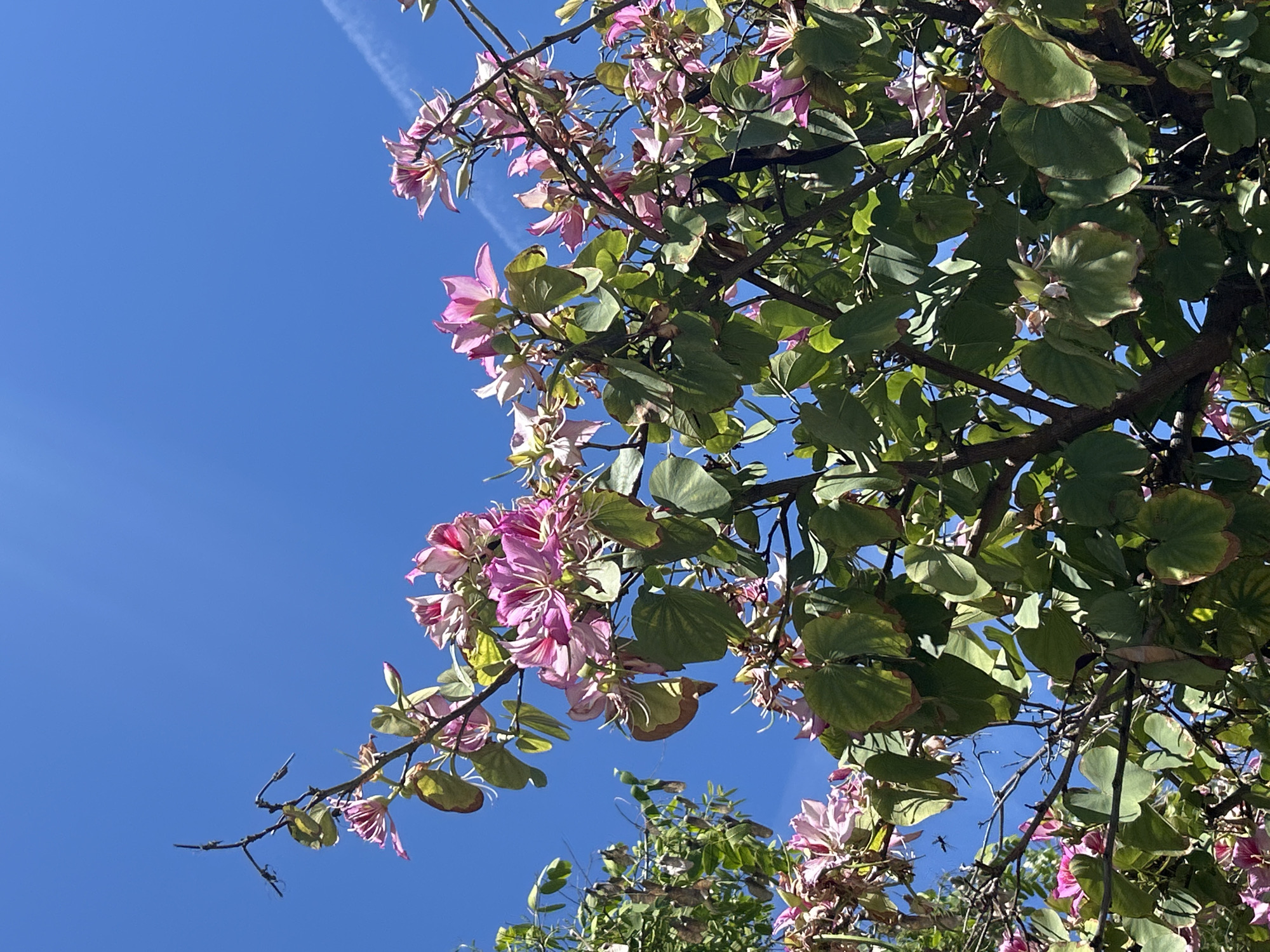 A low-angle shot captures a tree with pink and white flowers against a clear blue sky, possibly in Barcelona, Spain. The tree has rounded green leaves and the flowers are in full bloom, creating a vibrant contrast against the sky. A faint white trail, possibly a contrail, is visible in the upper left corner of the sky. Some branches are bare.