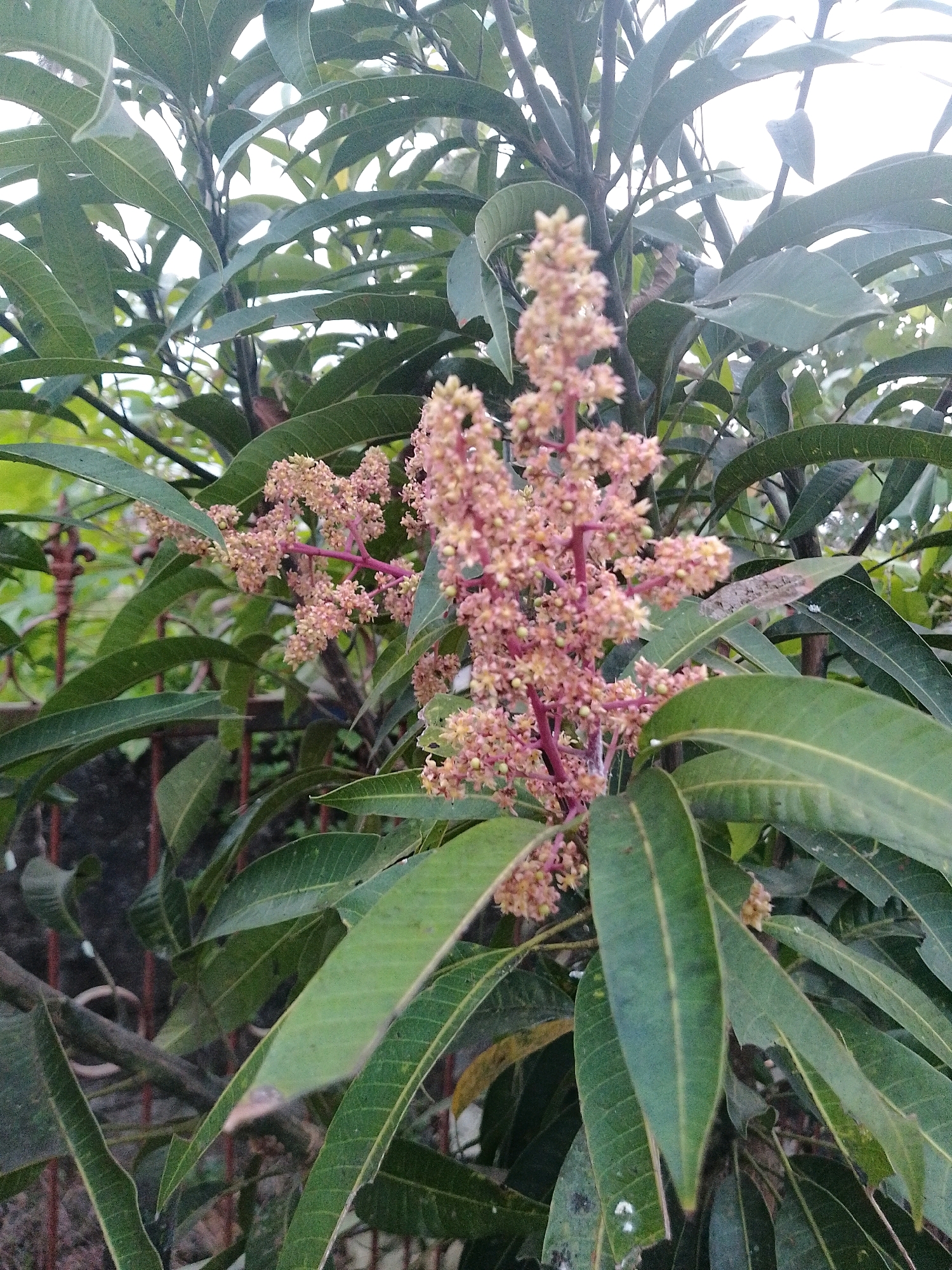 A close-up, eye-level shot captures a cluster of small, pale pink mango blossoms on a tree branch, set against a backdrop of lush green mango leaves. The blossoms are delicate and clustered together on thin, reddish stems, creating a frothy appearance. The leaves are elongated and pointed, with visible veins and a slightly waxy sheen. In the background, out of focus, is a glimpse of a dark, textured wall and a rust-colored metal fence. The scene appears to be an outdoor environment, possibly a garden or orchard, given the presence of the mango tree and the fence. The lighting is soft, suggesting it might be a cloudy day or early morning/late afternoon. The image was taken in Sleman, Indonesia, a region known for its mango cultivation. There are no people or animals visible in the frame.