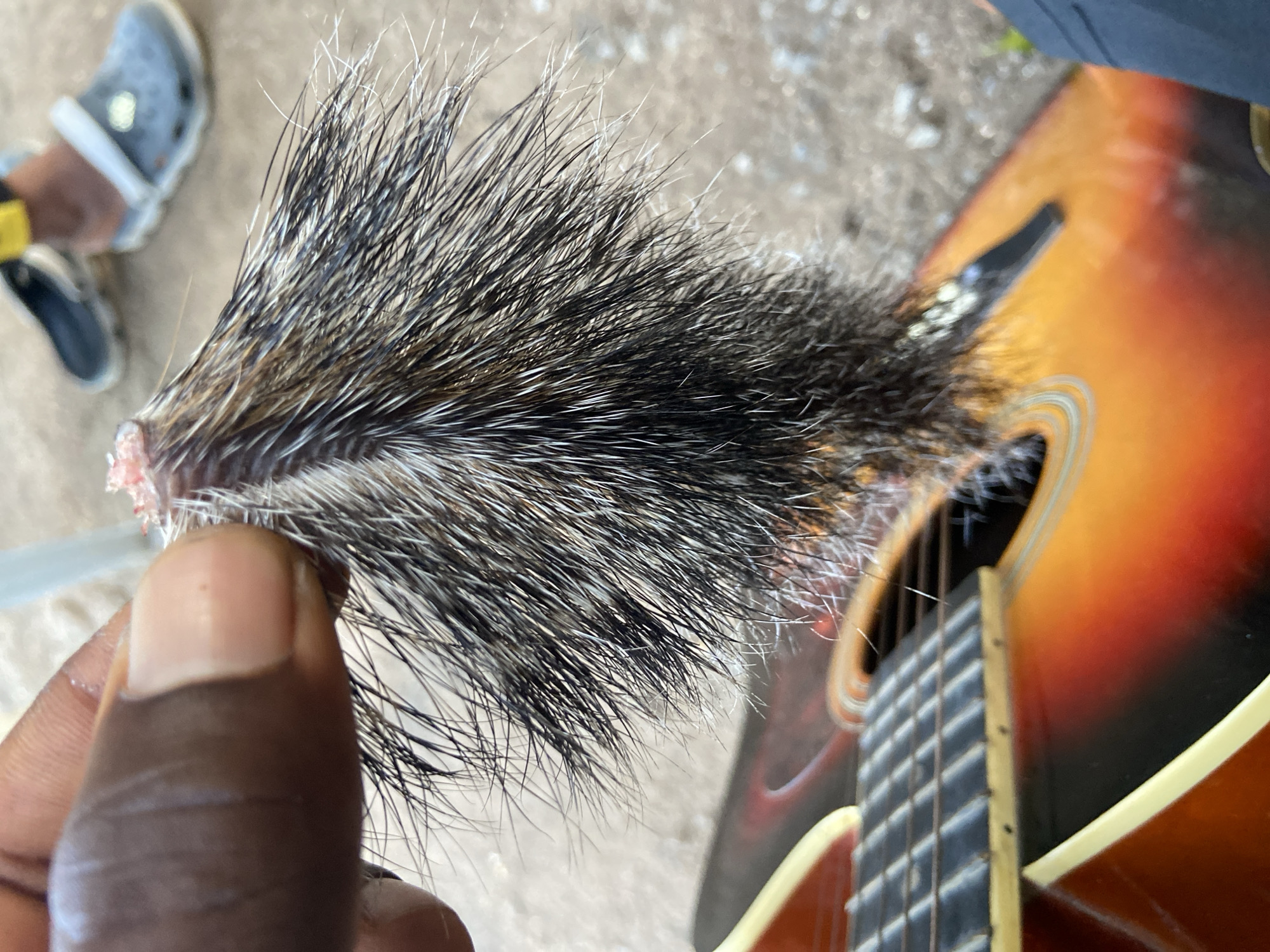 A close-up image captures a dark-skinned hand holding a bristly, furry object against a blurred background. The furry item, possibly an animal's tail or a brush made from coarse fur, is predominantly dark grey and black with prominent white tips, and some reddish-brown undertones near its base. It appears stiff and spiky.
In the background, a portion of an acoustic guitar with a vibrant orange and dark brown sunburst finish is visible. Its fretboard, frets, and strings are subtly discernible, suggesting a musical setting. Further in the blurred background, a person's feet wearing light blue Crocs and dark shoes are visible on what appears to be a light-colored, rough outdoor surface, consistent with packed earth or concrete under bright daylight.
The scene takes place outdoors in a casual environment, typical of Mararaba, Nigeria. No visible text or explicit emotions are discernible, leaving the purpose of the furry object in relation to the guitar open to interpretation.