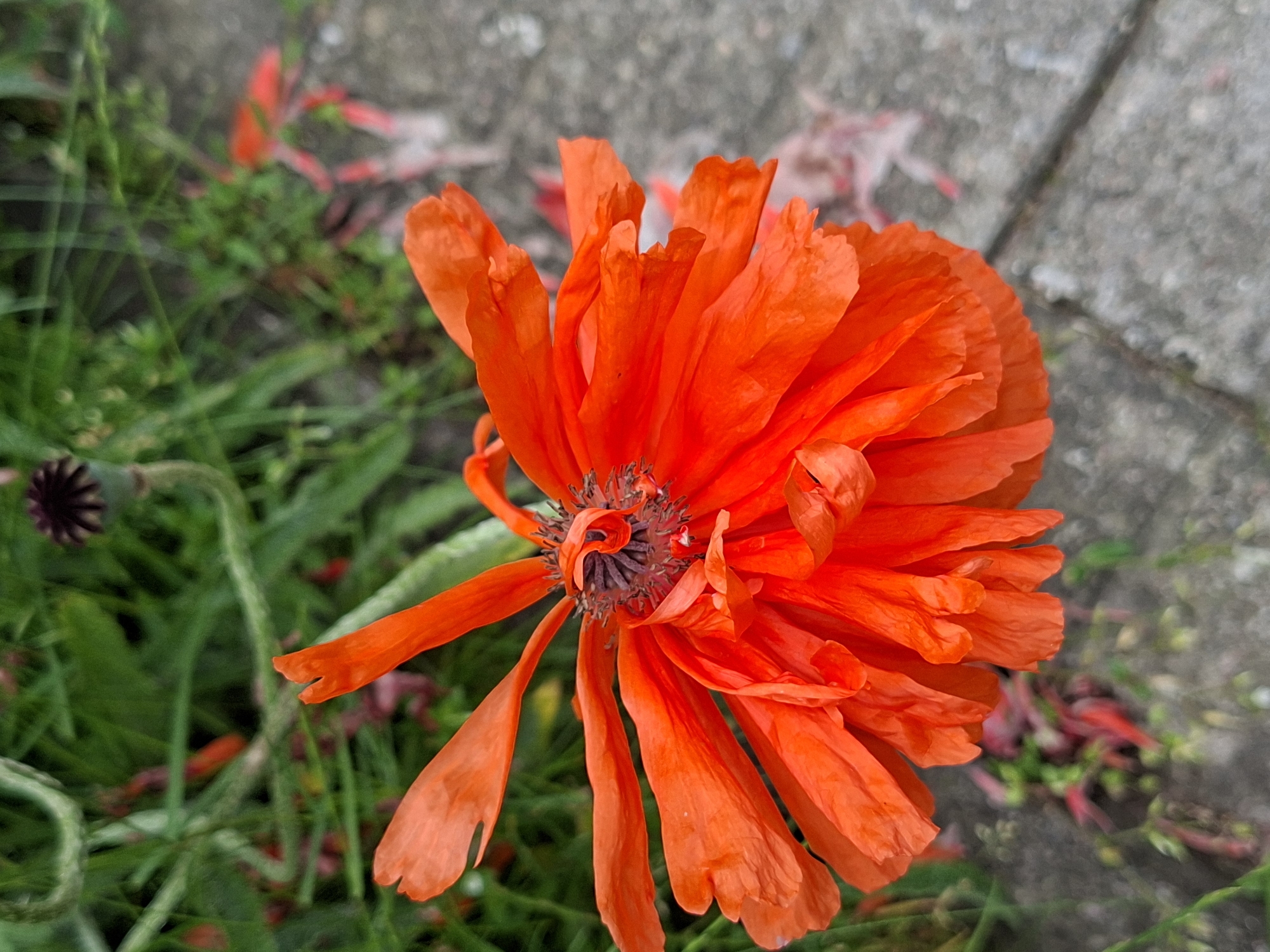 A close-up, eye-level, slightly angled shot showcases a vibrant orange poppy in full bloom. The poppy's petals are ruffled and crinkled, with a dark, almost black center. The flower is positioned in the foreground, with its stem and other foliage blurred in the background. To the right of the poppy, a textured gray concrete surface, possibly a pathway or patio, is visible, with scattered dried red and pink poppy petals. The overall environment suggests an outdoor setting, likely a garden or park area. The image does not contain any people or specific identifiable landmarks of Alytus, Lithuania.