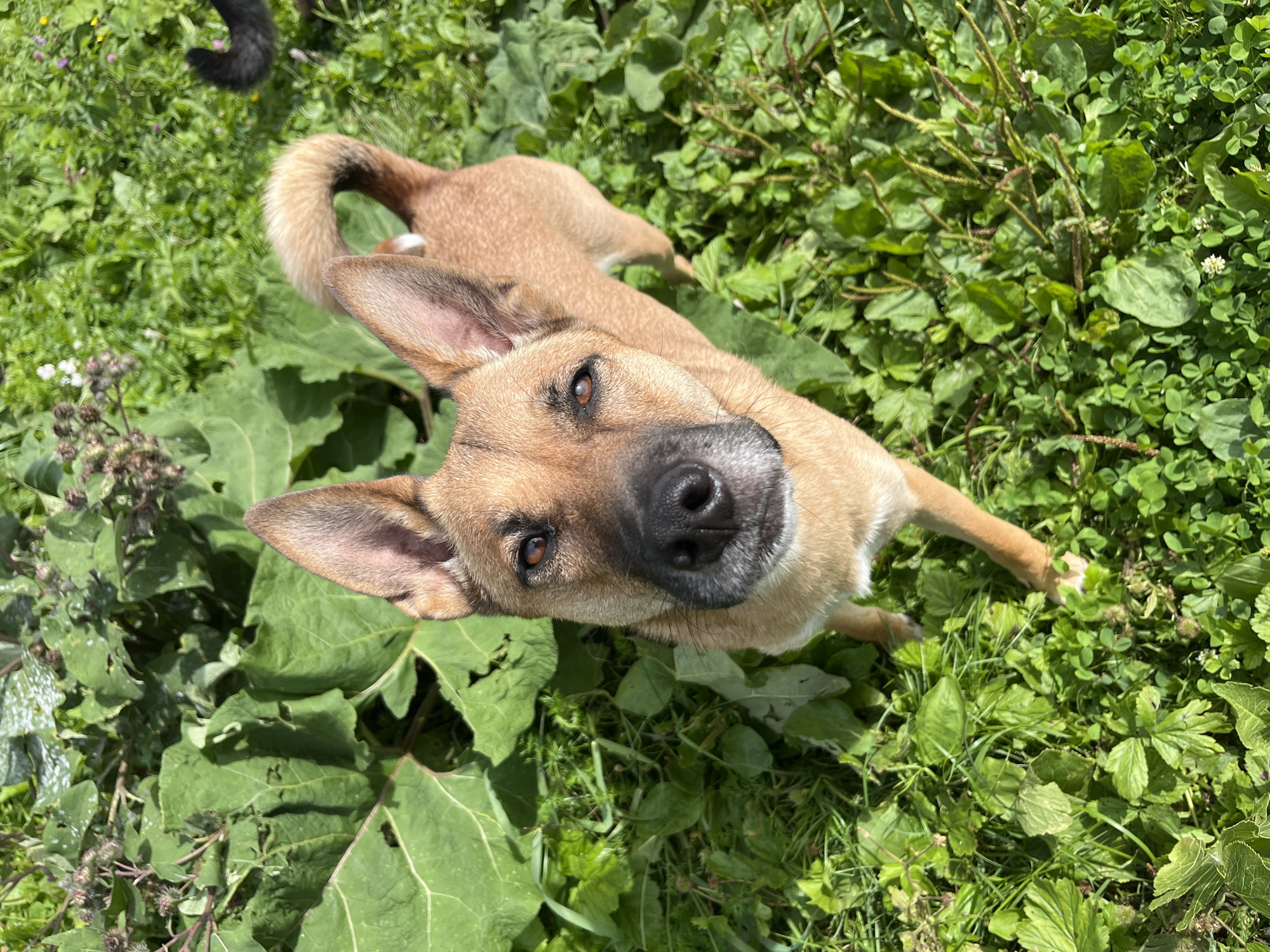 A tan dog stands in a grassy area with large green leaves and smaller plants. The dog is facing the camera with its head tilted slightly to the left. Its tail is curled over its back. In the background, a black chicken can be seen to the right. The scene is brightly lit, suggesting it is daytime. The location is not specified in the image.