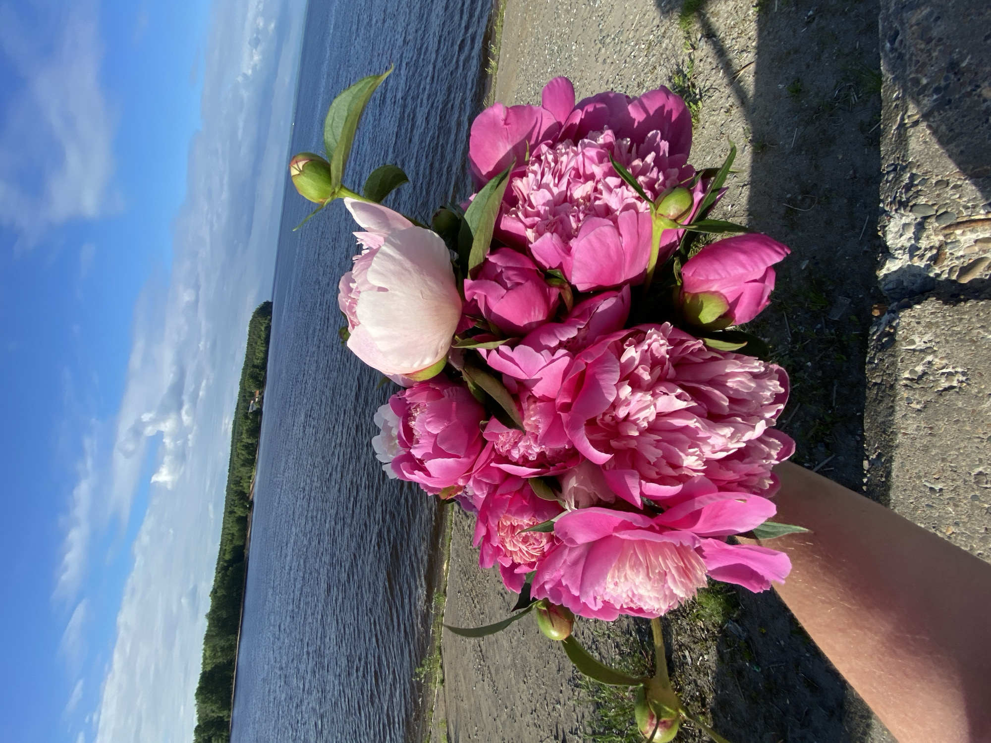 A close-up, first-person perspective shot shows a bouquet of vibrant pink peonies being held by a person's forearm and hand. The flowers are the main subject, with their lush petals and buds filling the lower half of the frame. Behind the bouquet, a calm body of water stretches out, meeting a tree-lined shore under a bright blue sky dotted with white clouds. The location is identified as Noviy, Russia. The ground in the foreground is a mix of concrete and gravel.