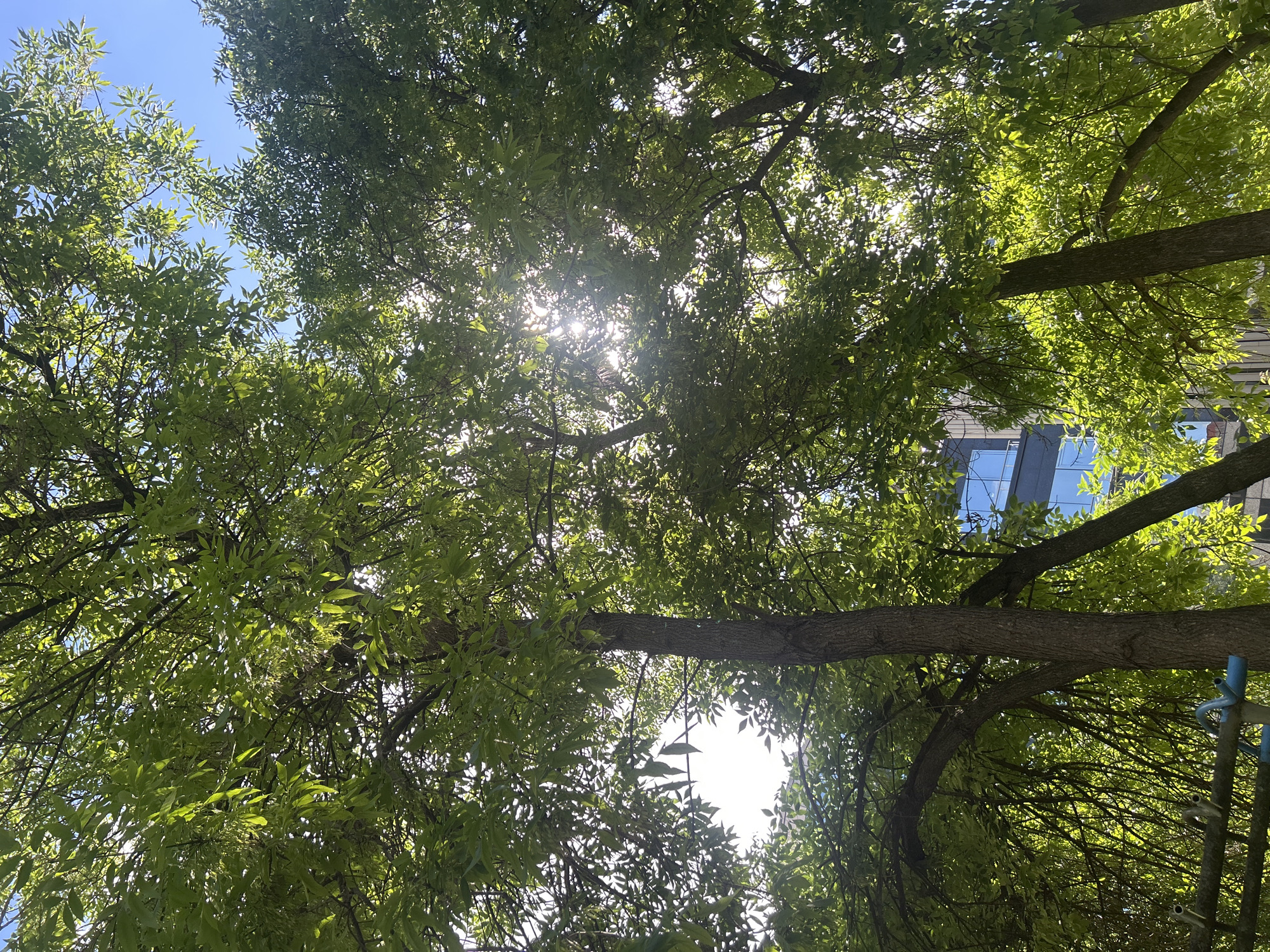 The image captures a sun-dappled canopy of lush green leaves from several trees, suggesting a park or a tree-lined street in Varna, Bulgaria. The sun is shining through the foliage, creating bright highlights and lens flare. In the background, a modern building with glass windows is visible, indicating an urban setting. The foreground features the rough bark of tree trunks and some branches. No people are visible in the frame.