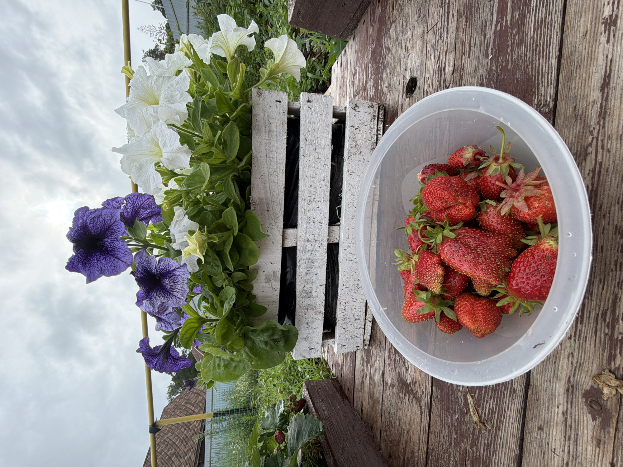 A bucket of ripe strawberries sits on a weathered wooden table. The strawberries are a deep red, glistening with moisture, and some still have their green stems attached. The bucket is made of clear plastic, allowing the vibrant color of the fruit to show through.
To the left of the bucket, a white wooden planter box is filled with lush green foliage and several blooming petunias. Some of the petunias are a striking deep purple, while others are a delicate white, their petals tinged with green. The flowers appear damp, suggesting recent rain or watering.
The background is a cloudy sky, hinting at an overcast day. In the distance, hints of green vegetation and a textured roof suggest a rural or garden setting. The overall scene evokes a sense of harvest and natural beauty, with the freshly picked strawberries and blooming flowers being the central focus. The time of day is not explicitly indicated, but the diffused light suggests it could be morning or late afternoon. There is no visible text in the image. The location context of Chaikovsky, Russia, further grounds the scene in a specific geographical setting, where such garden activities are common.
