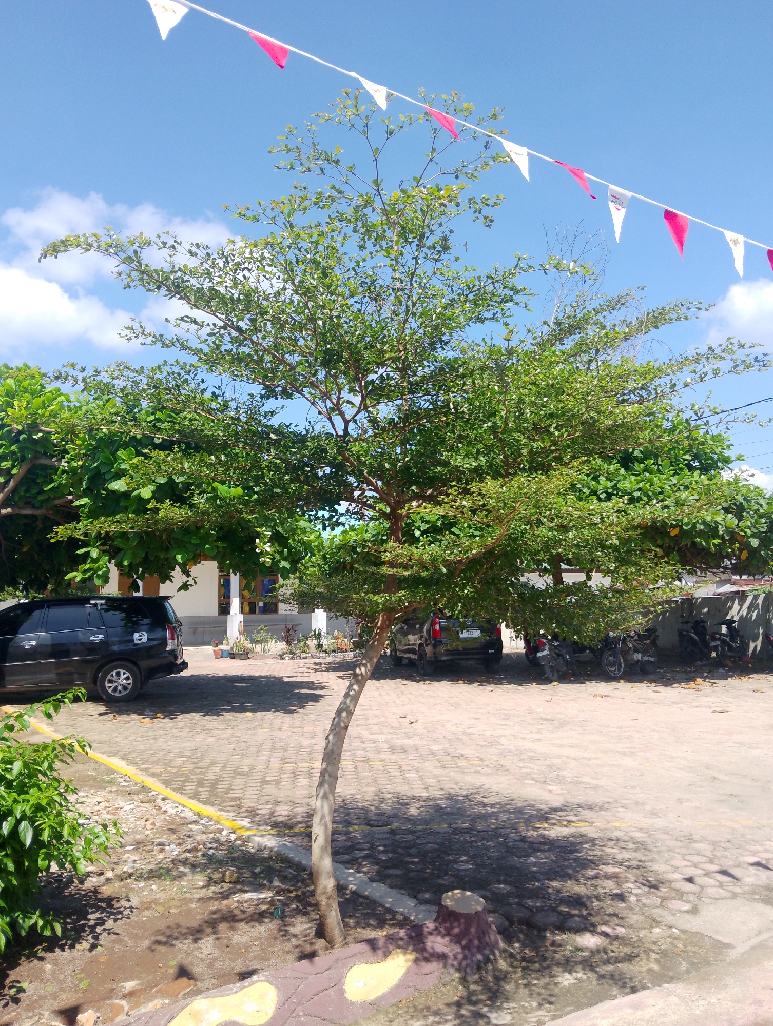 The image depicts an outdoor scene under a bright blue sky with scattered white clouds. A string of triangular flags, alternating in white and red, stretches across the upper portion of the frame, suggesting a festive or celebratory atmosphere. In the foreground, a medium-sized tree with green foliage stands prominently. Its trunk is slender and curves to the right. The ground is paved with interlocking bricks.
To the left of the tree, a black SUV is parked, with its front passenger door open. Behind the SUV and extending to the right, a row of motorcycles is parked under the shade of more trees. A low wall with a textured pattern, featuring patches of brown and yellow, runs along the bottom edge of the image, partially framing the scene. In the background, a building with white walls and wooden window frames is visible. The overall setting appears to be a parking area or a communal outdoor space in a tropical or subtropical climate. The presence of a building, parked vehicles, and the general upkeep of the area suggest a populated location, potentially a residential or commercial establishment. Given the context of Serbelawan, Indonesia, this scene likely represents a typical outdoor environment within the city.