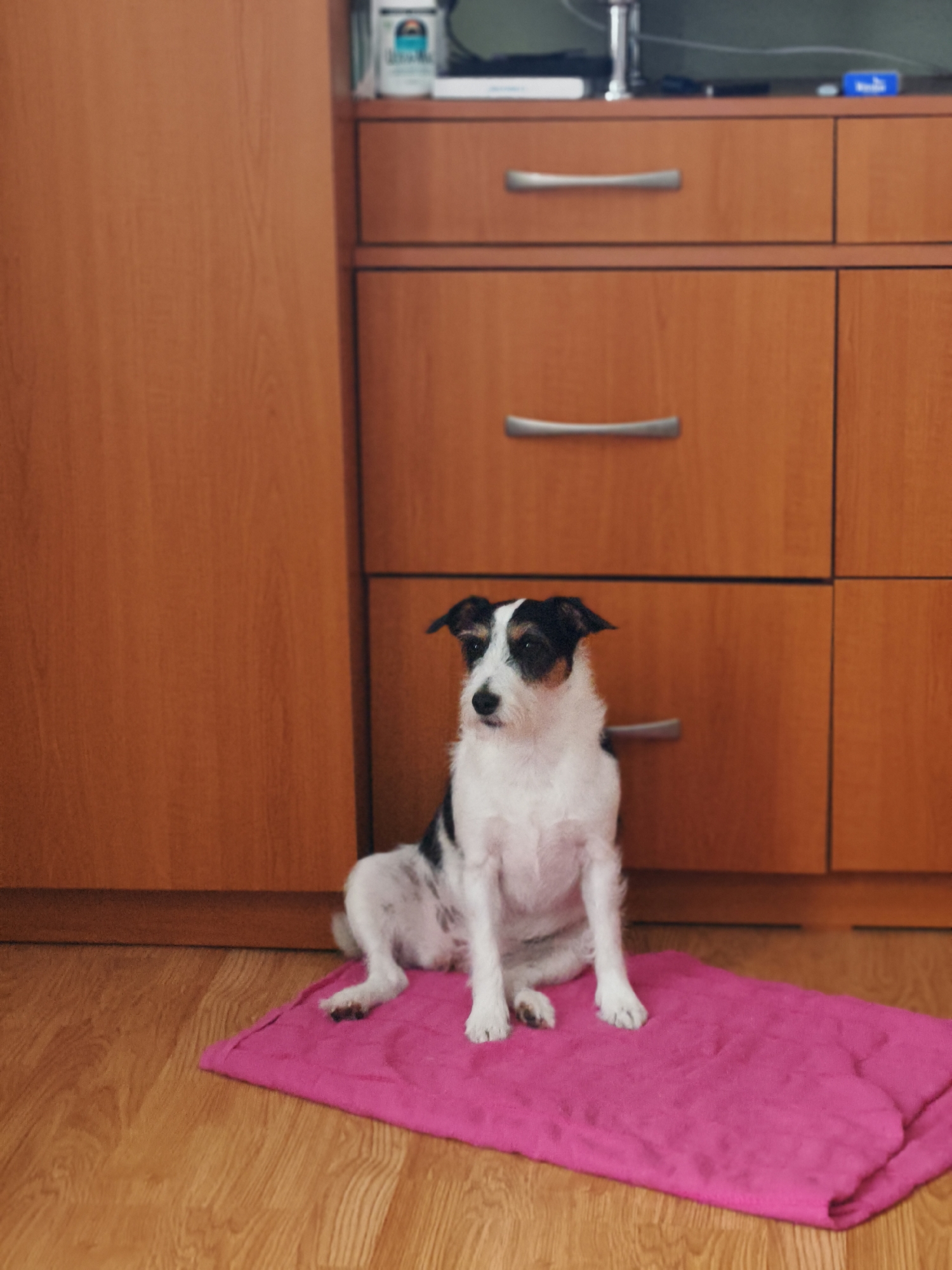 A medium shot shows a small white and black dog sitting on a pink mat in front of a wooden cabinet. The dog is facing the camera with its head slightly tilted. Its ears are pointed up, and its eyes are wide. The cabinet has two drawers with silver handles. The floor is made of wooden planks. The background is out of focus, but it appears to be a room with wooden furniture and possibly some shelves.
