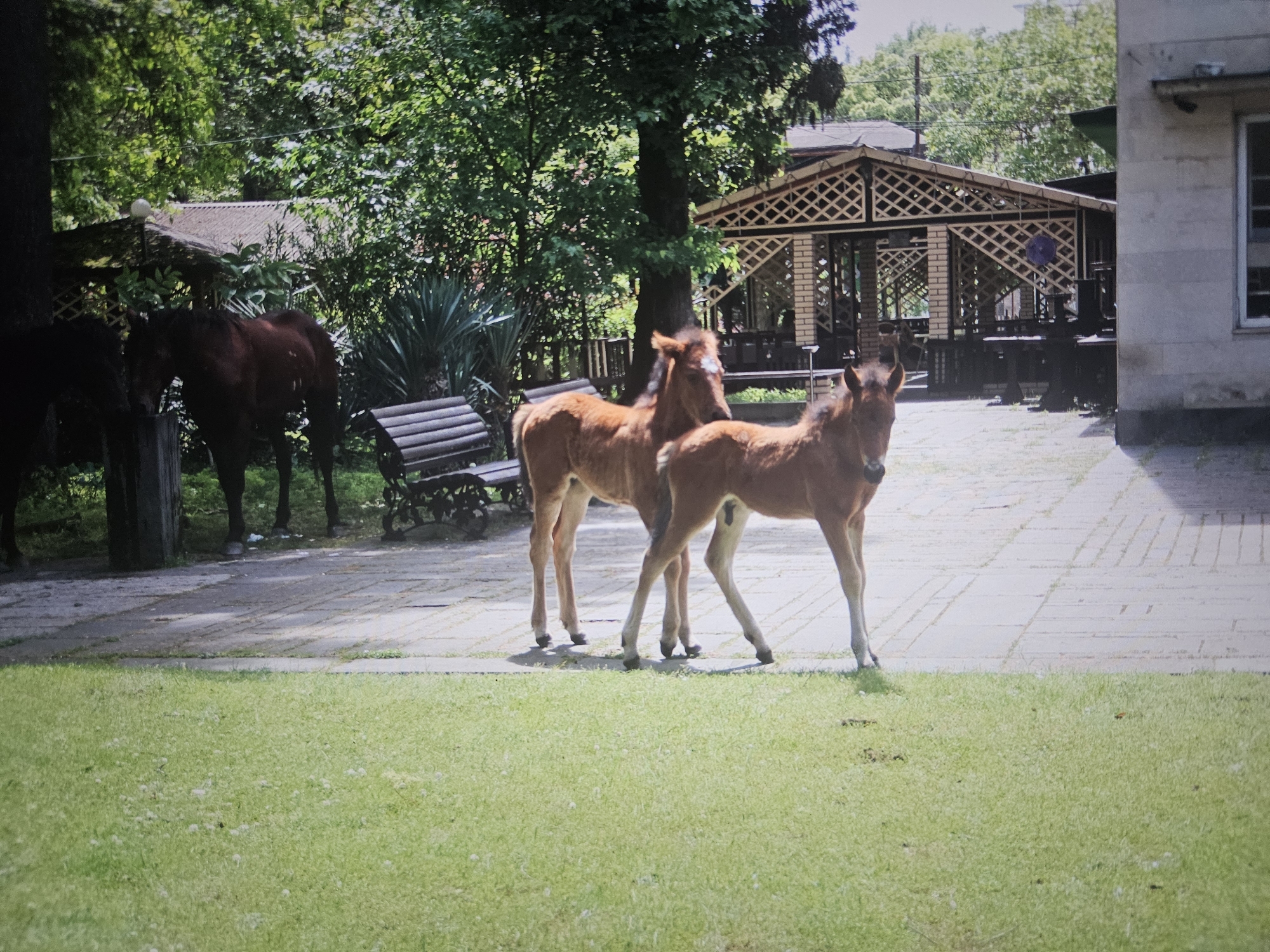 Two light brown foals stand on a paved area next to a grassy lawn. In the background, there are several dark brown horses, trees, a wooden gazebo with tables and chairs, and a light-colored building. The scene appears to be outdoors in a park-like setting.