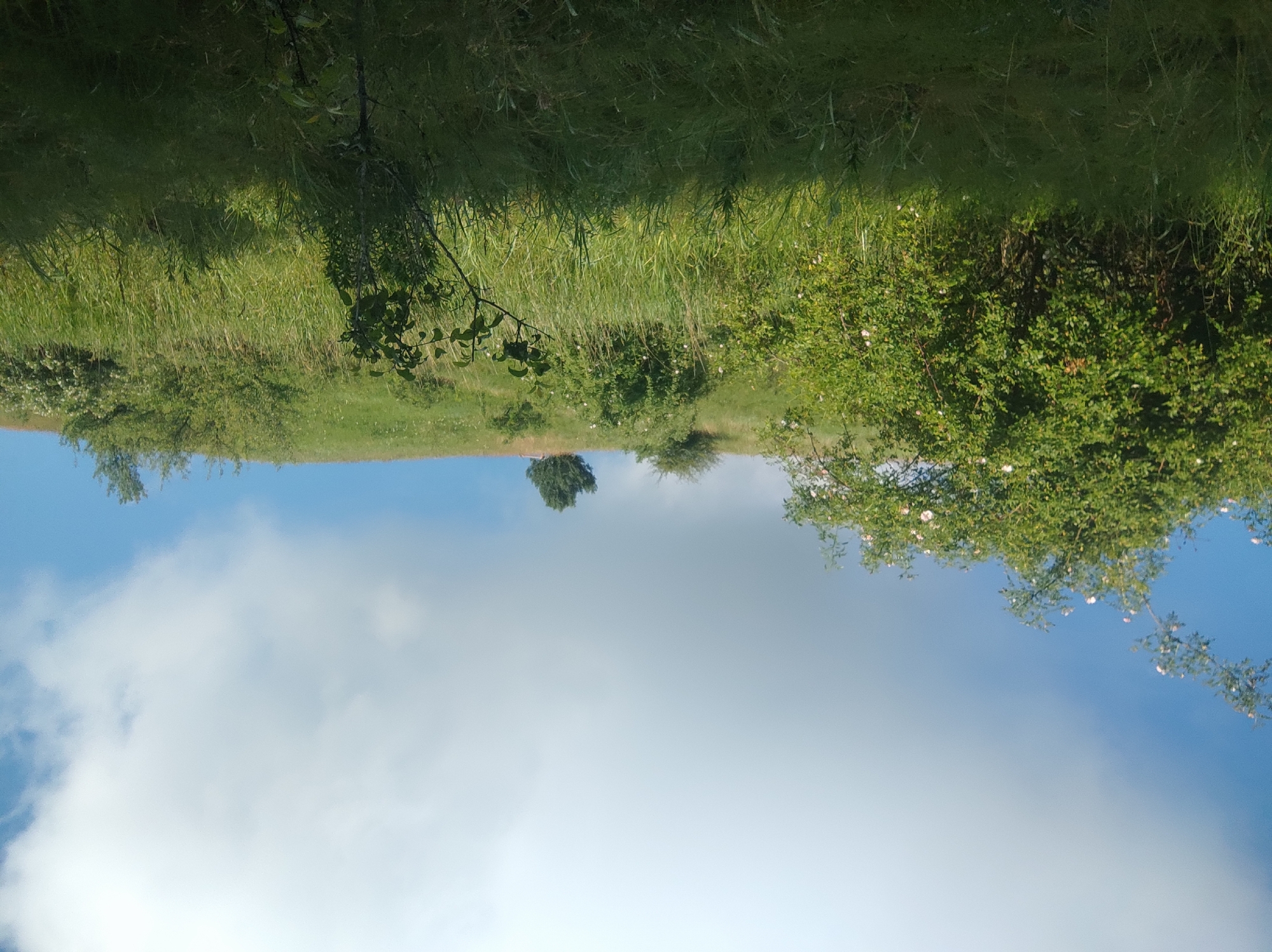 The image depicts a natural landscape on a partly cloudy day, with a clear blue sky visible in sections. The foreground is dominated by tall, green grass, with some darker shadows indicating areas of dense vegetation. A bush with white flowers is prominently featured on the left side of the image, its branches extending upwards and to the left. In the middle ground, a grassy slope rises, dotted with more bushes and a lone, tall tree on the crest of the hill. The background shows a continuation of the grassy slope and the sky. There are no people or any man-made structures visible in the scene.