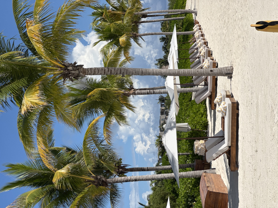 The image depicts a sunlit beach leisure area in Marina Maroma, Mexico. The scene is characterized by light-colored sand occupying the foreground and mid-ground. A linear arrangement of at least ten empty wooden lounge chairs, each fitted with a light-colored cushion and topped with a folded yellow-and-white striped towel, extends diagonally from the left foreground towards the right mid-ground. Each lounge chair is positioned under an open, white or light gray market-style umbrella. To the left, a large, dark brown wooden chest with a rounded lid rests on the sand, near a stack of white folded towels. Numerous tall palm trees with green and yellowish fronds are distributed throughout the scene, casting subtle shadows across the sandy surface. The sky above is bright blue with scattered cumulus clouds. In the background, dense green tropical vegetation acts as a buffer, behind which several multi-story buildings with light-colored facades are visible in the distance. A dark, vertical object with a yellow fabric element is partially visible in the bottom right corner. No individuals are present in the frame.