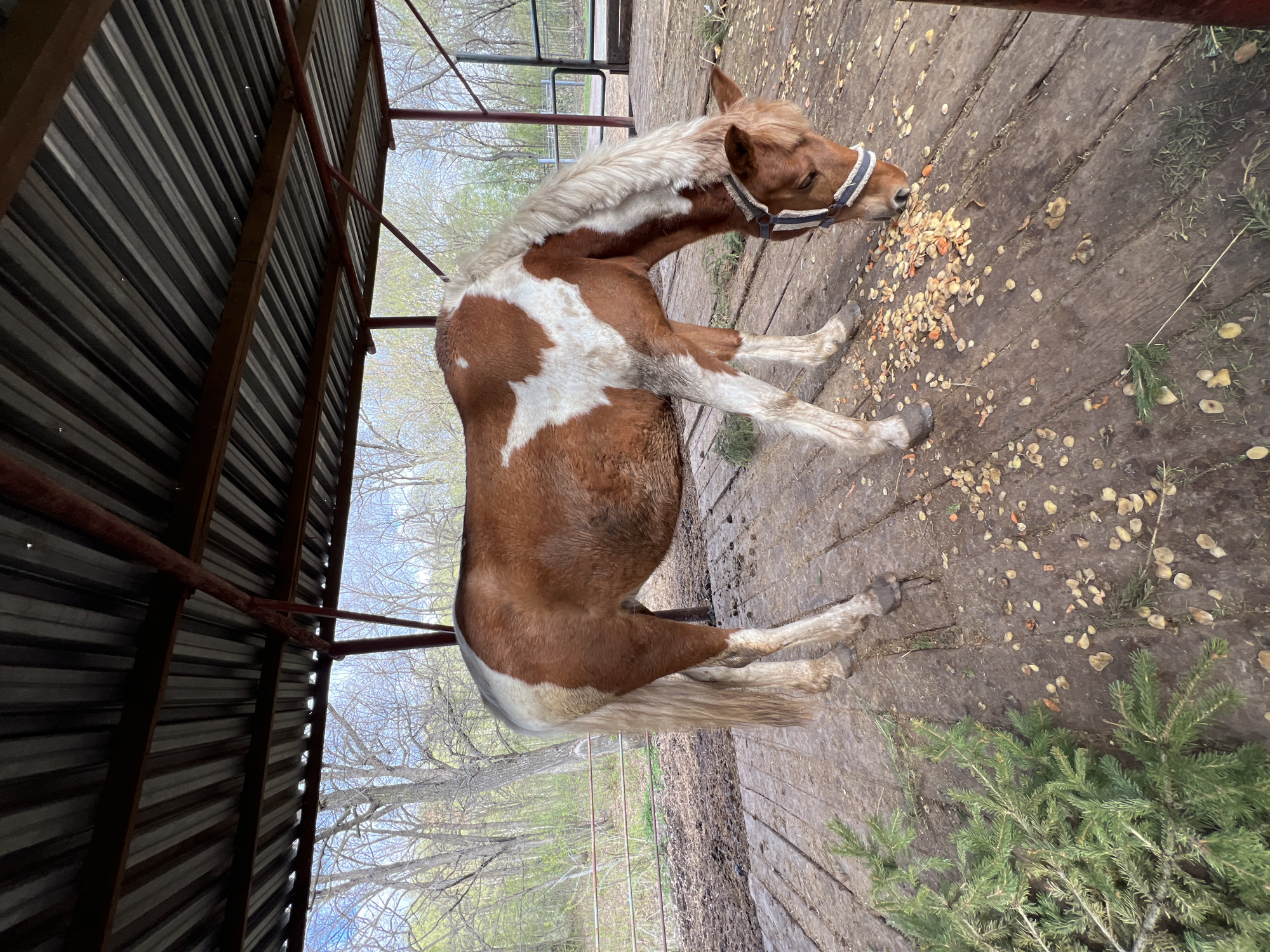 A brown and white horse with a distinct white mane and tail is captured in a daylight scene, engrossed in eating food scattered across a wooden plank floor. The horse wears a blue and white striped halter and is positioned under an open-sided shelter. Its head is lowered towards the ground, consuming small, irregularly shaped pieces of what appear to be fruits or vegetables, possibly apples or carrots, mixed with some lighter pellets.
The setting is an outdoor enclosure or barn area, with a substantial shelter featuring a corrugated metal roof and a frame constructed from wooden and metal beams visible on the left side of the image. The wooden floor beneath the horse shows signs of age and wear. In the background, beyond the confines of the shelter, an array of bare trees with intricate branch patterns suggests either late winter or early spring. A metal fence or gate is discernable further in the distance. Towards the lower right corner, several green branches, possibly from a pine or fir tree, rest on the wooden floor. The natural lighting indicates it is daytime, and the horse appears calm and focused on its meal. No visible text is present in the image. This scene is set in Sanatoriya Yumatovo Imeni 15-Letiya Bassr, Russia.