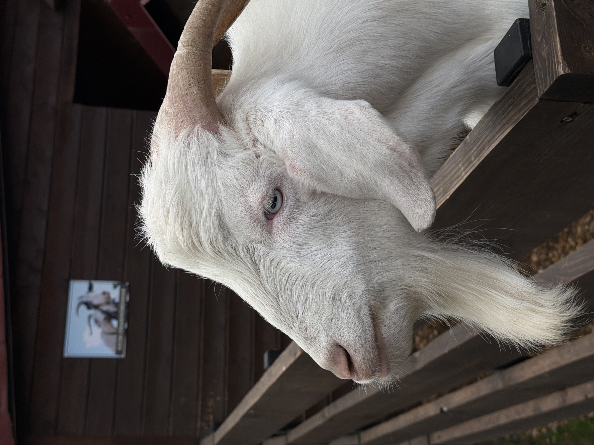 A white goat with curved horns is seen in a close-up shot, its head and upper body visible over a wooden fence. The goat has a light blue eye and a long, white beard. In the background, a wooden wall is visible, with a framed picture of goats on it. The image was taken in the city of Polivanovo, Russia.