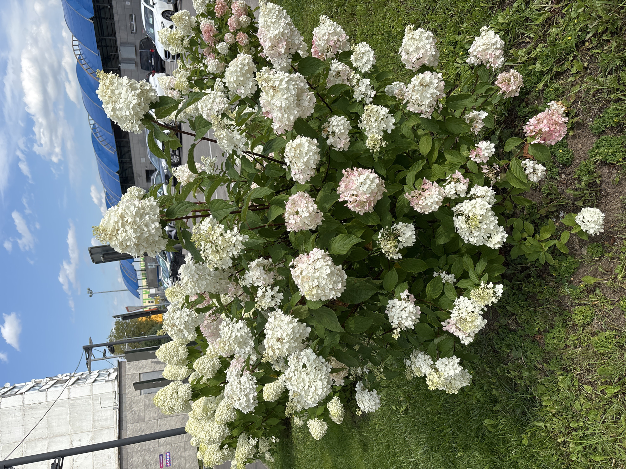 The image depicts a cluster of blooming hydrangeas in what appears to be an urban setting. The flowers are a mix of white and light pink, with large, cone-shaped clusters. They are set against a backdrop of greenery, including a well-maintained lawn. In the background, there is a tall, concrete building with a simple facade, and further beyond, a row of cars parked beneath a blue, curved roof structure, possibly a public transport station or a covered market. The sky is visible, with scattered white clouds. The overall scene suggests a public outdoor space, likely a park or a landscaped area in a city. The question about Gorki-2, Russia, cannot be confirmed from the image alone.